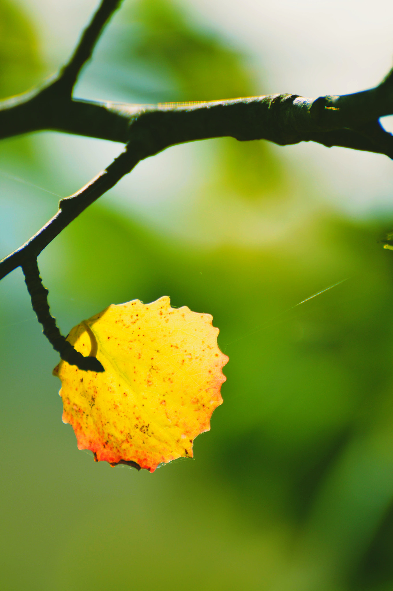 Nikon D3200 sample photo. The last one... photography