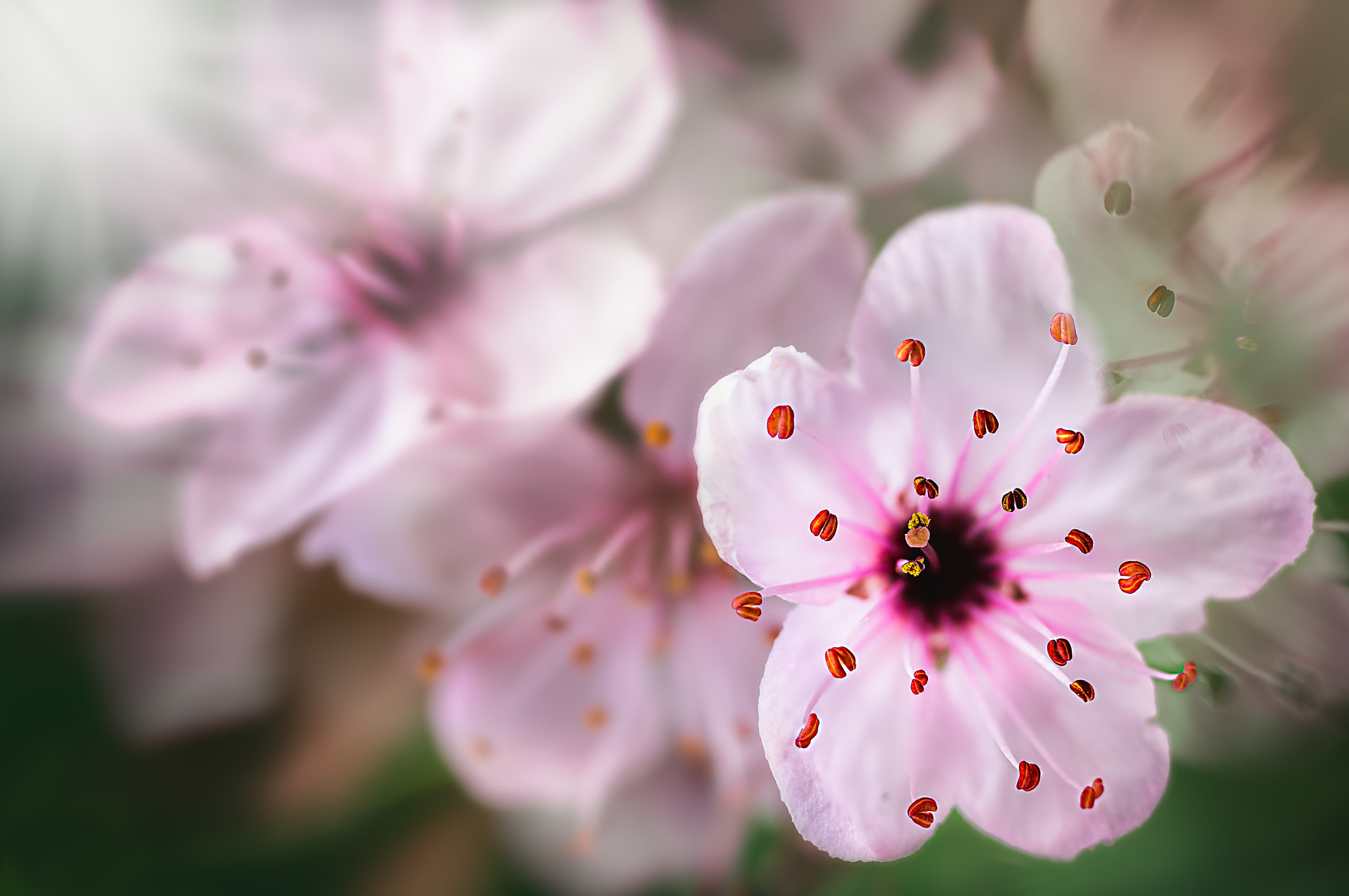 Canon EOS 6D + Sigma 105mm F2.8 EX DG Macro sample photo. Apple blossom photography