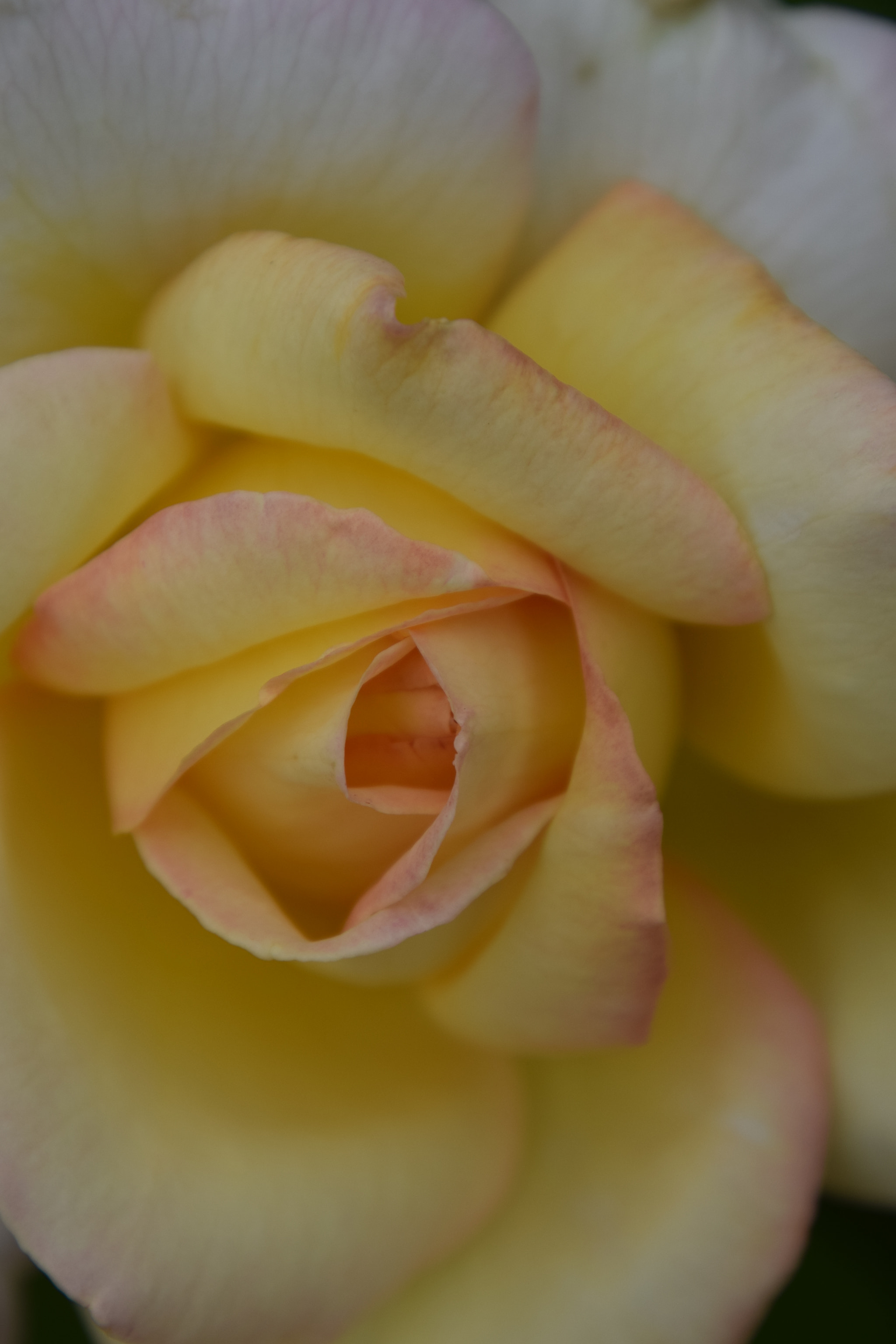 Nikon D5300 sample photo. Rose photography