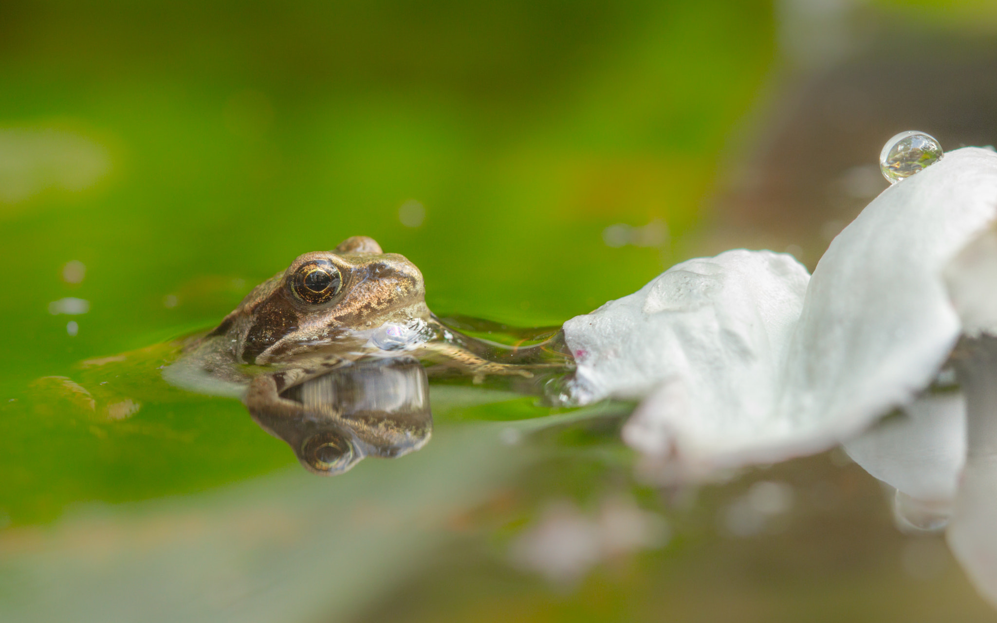 Canon EF 100mm F2.8 Macro USM sample photo. Common frog (rana temporaria) photography