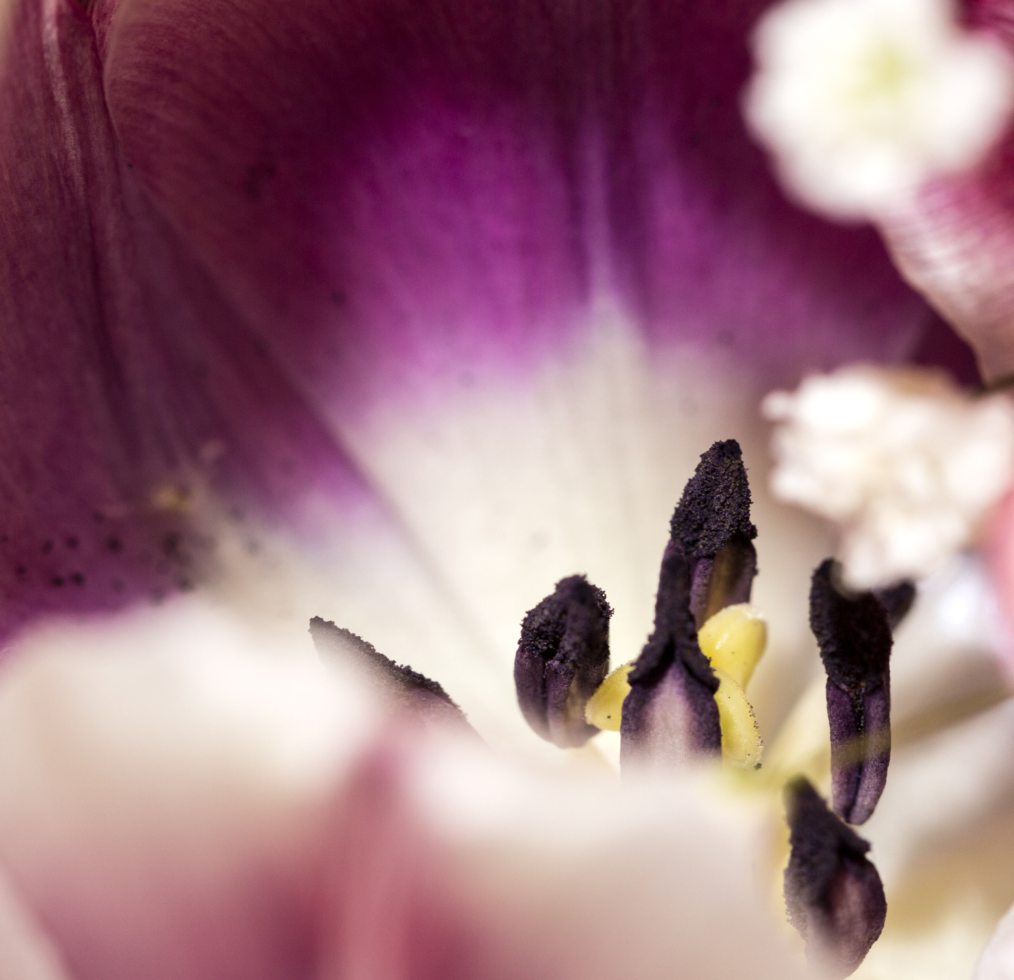 Canon EF 100mm F2.8 Macro USM sample photo. Tulip photography
