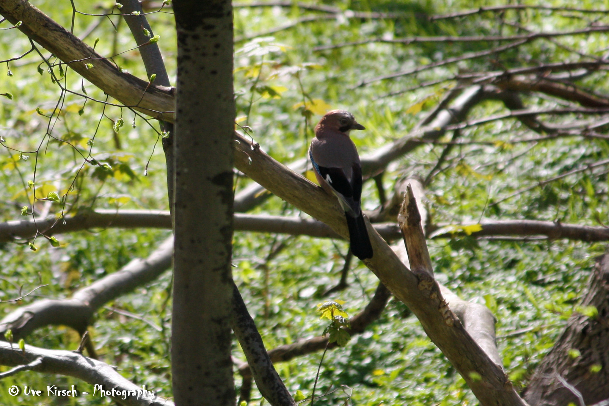 Canon EF-S 55-250mm F4-5.6 IS sample photo. Eurasian jay photography