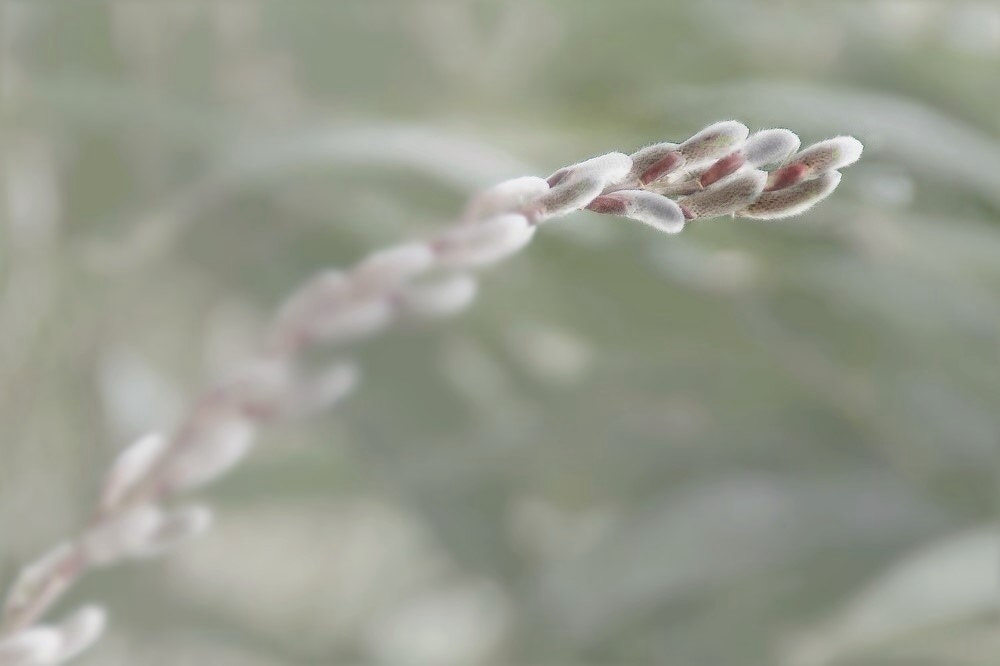Sony DT 18-200mm F3.5-6.3 sample photo. ¸¸.•*¨* photography