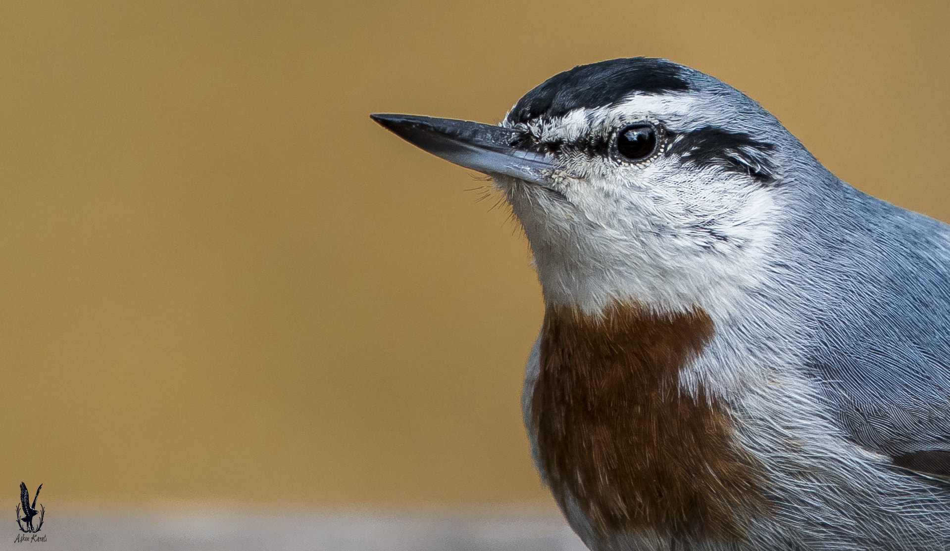 Nikon AF-S Nikkor 200-500mm F5.6E ED VR sample photo. Anadolu sıvacısı » krüper`s nuthatch » sitta kruep photography