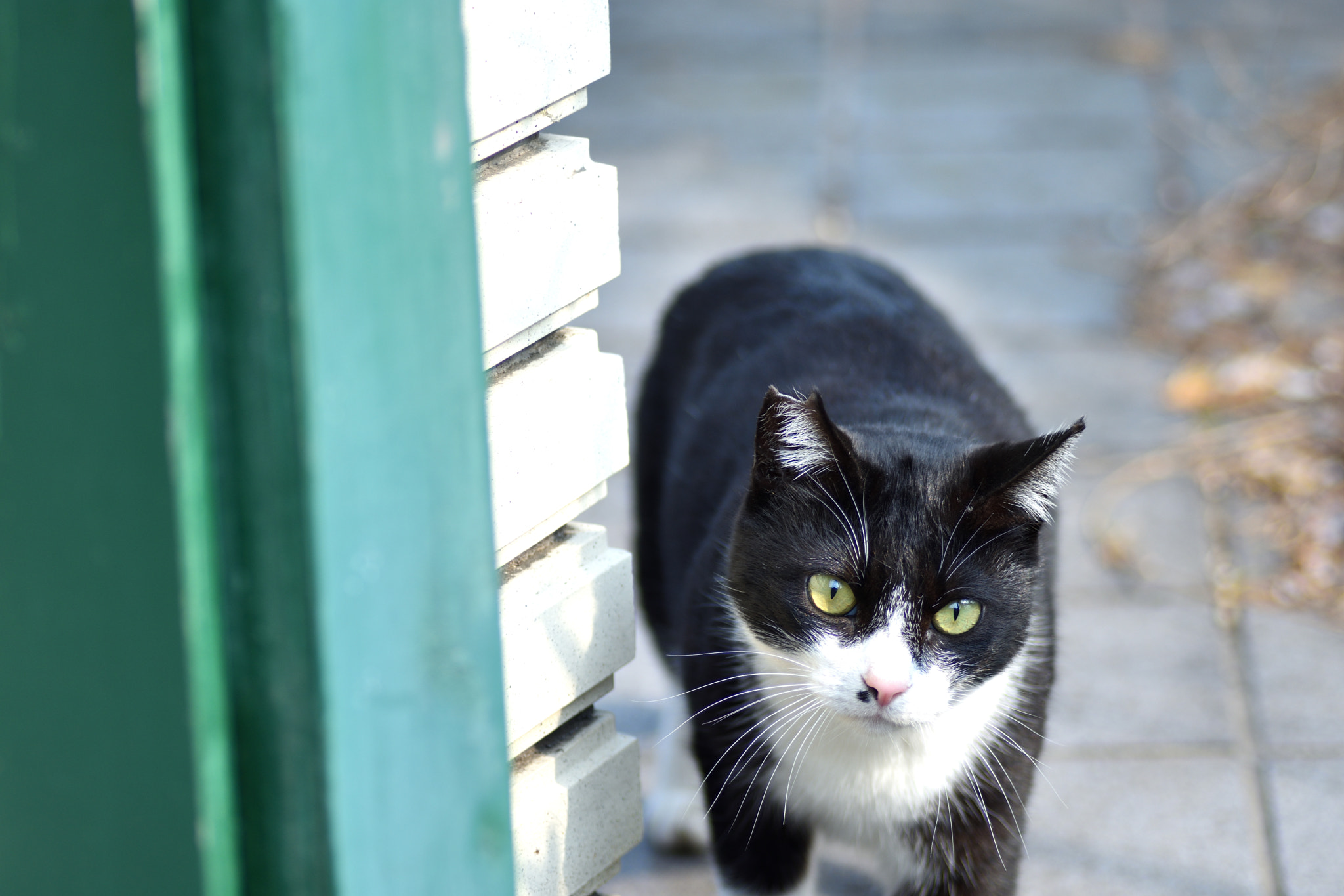 Nikon D7200 sample photo. Cat photography