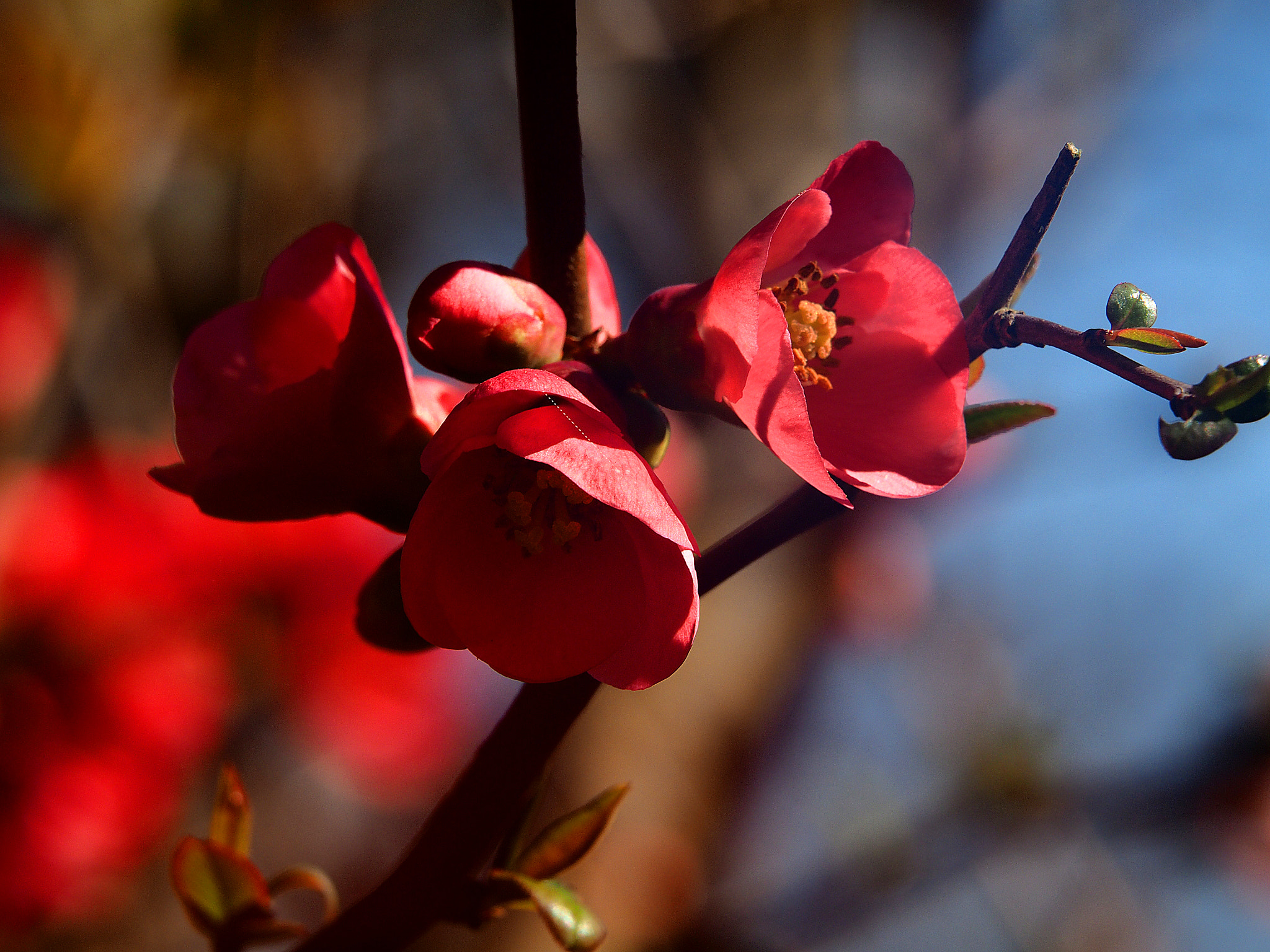 Olympus OM-D E-M1 sample photo. Spring photography