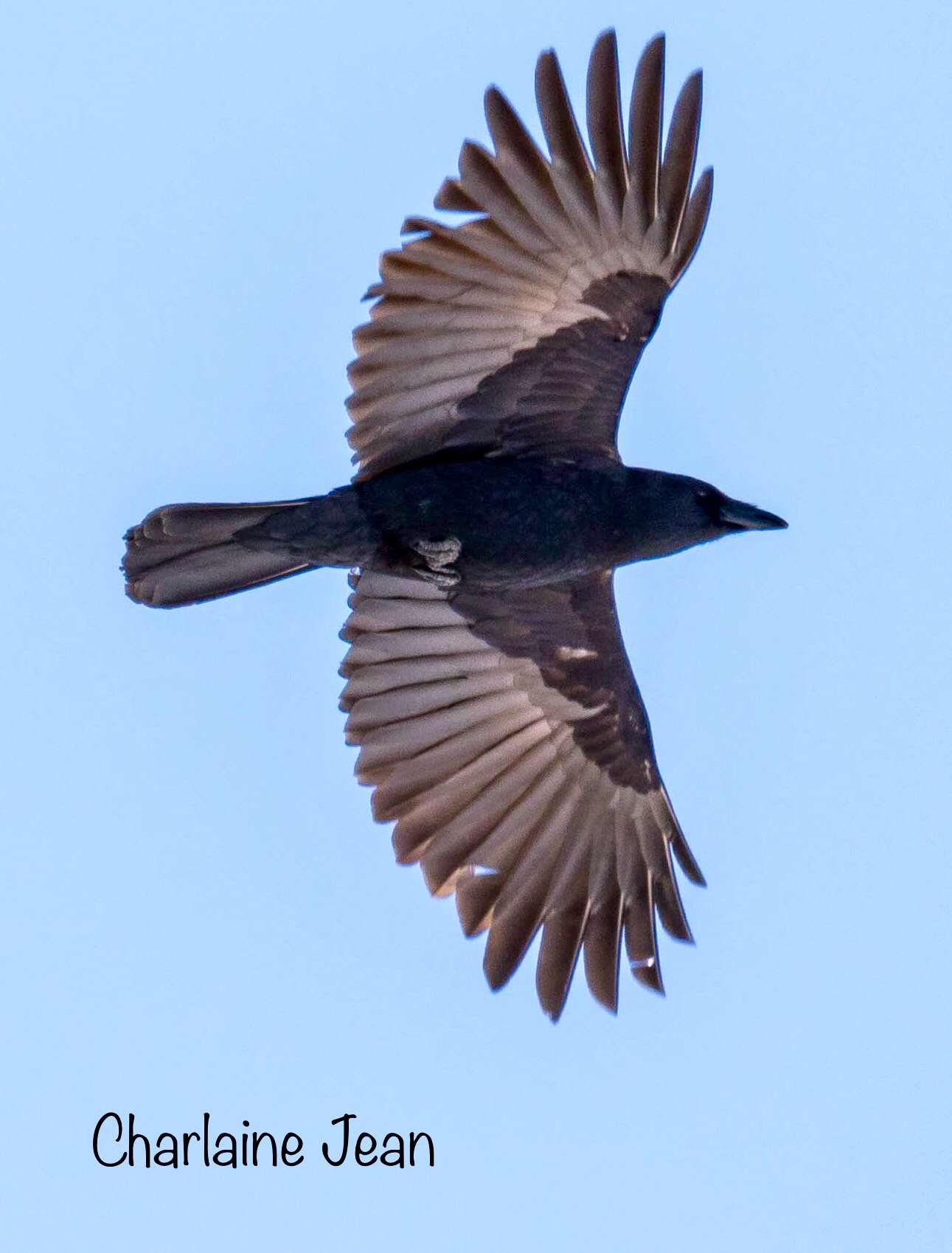 150-600mm F5-6.3 DG OS HSM | Sports 014 sample photo. Black bird, quebec, ca photography