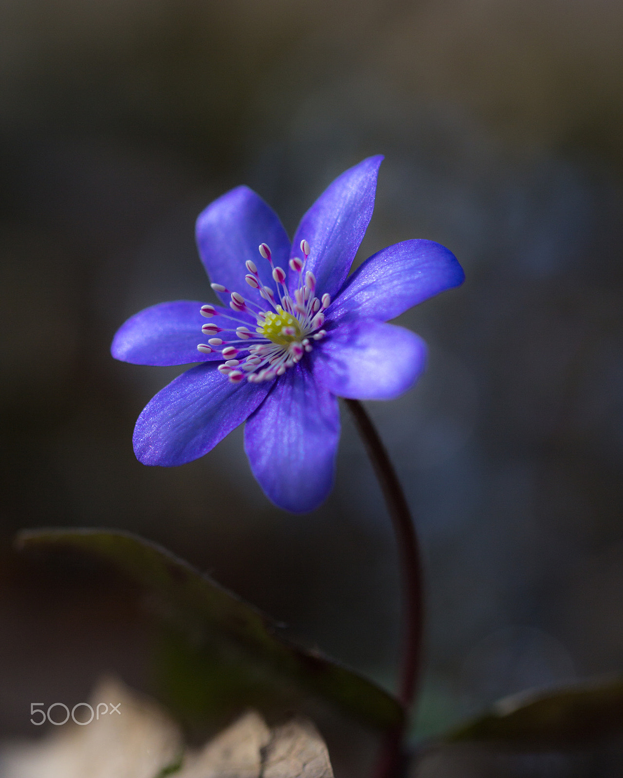 Canon EF 100mm F2.8L Macro IS USM sample photo. The herald of a spring photography