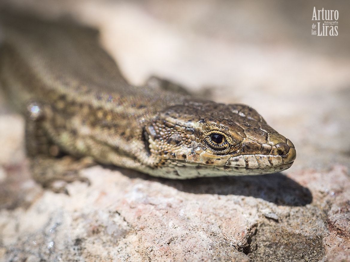 OLYMPUS 50mm Lens sample photo. Lizard photography