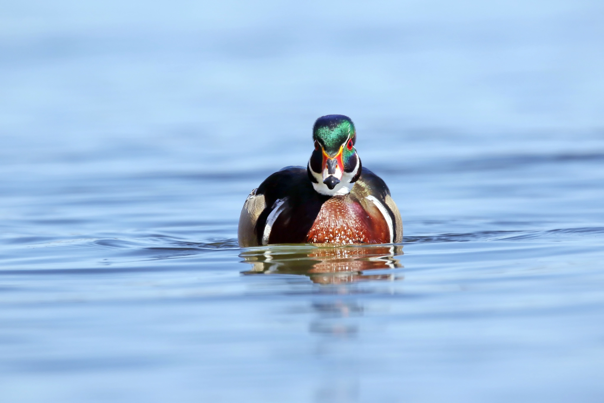 150-600mm F5-6.3 DG OS HSM | Contemporary 015 sample photo. Wood duck photography
