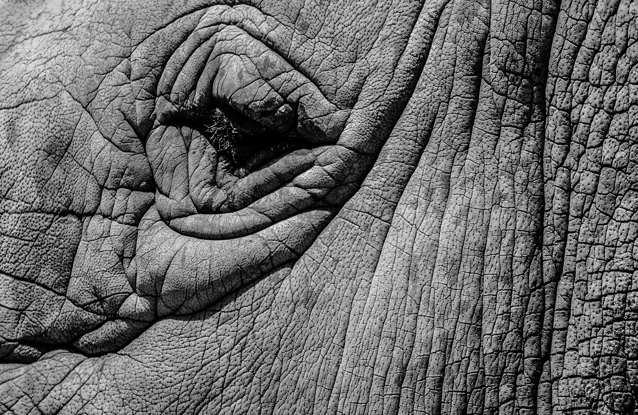 Nikon D3000 sample photo. Rhino's eye photography