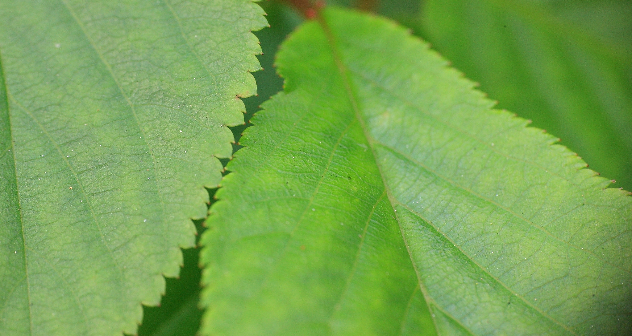 Canon EOS-1Ds Mark III sample photo. Close photography