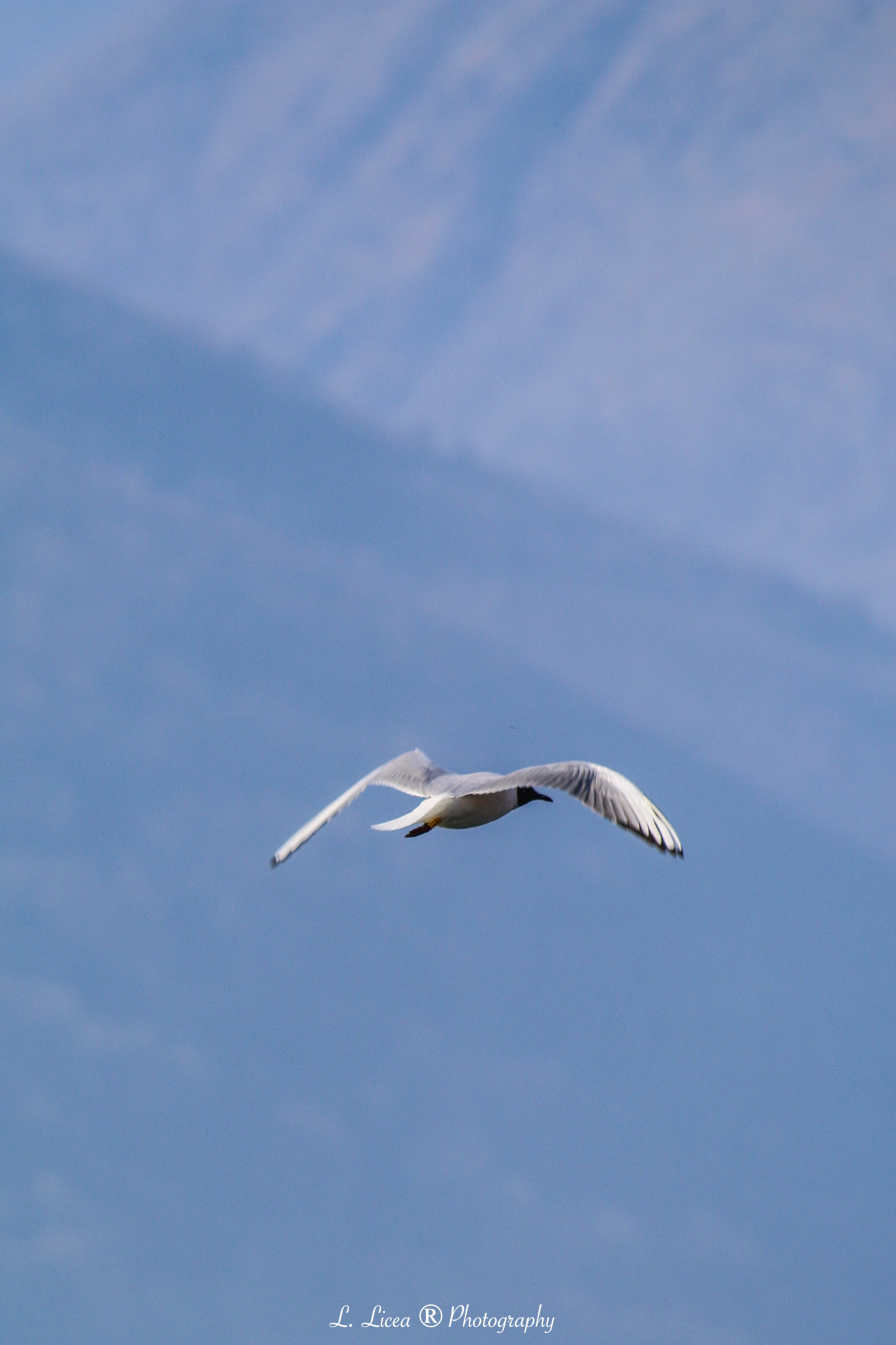 Canon EF 70-300mm F4-5.6 IS USM sample photo. Freedom 5 photography