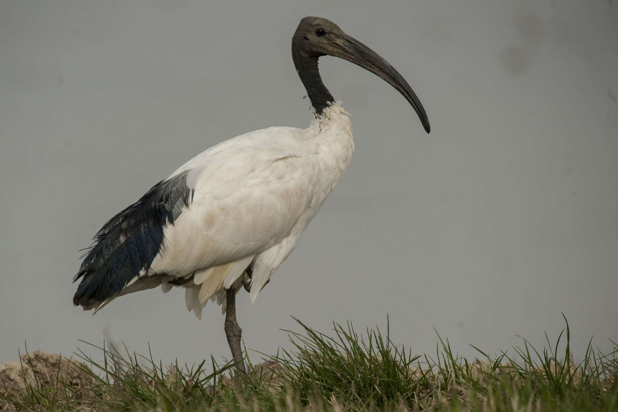 Nikon D700 sample photo. Ibis sacro photography