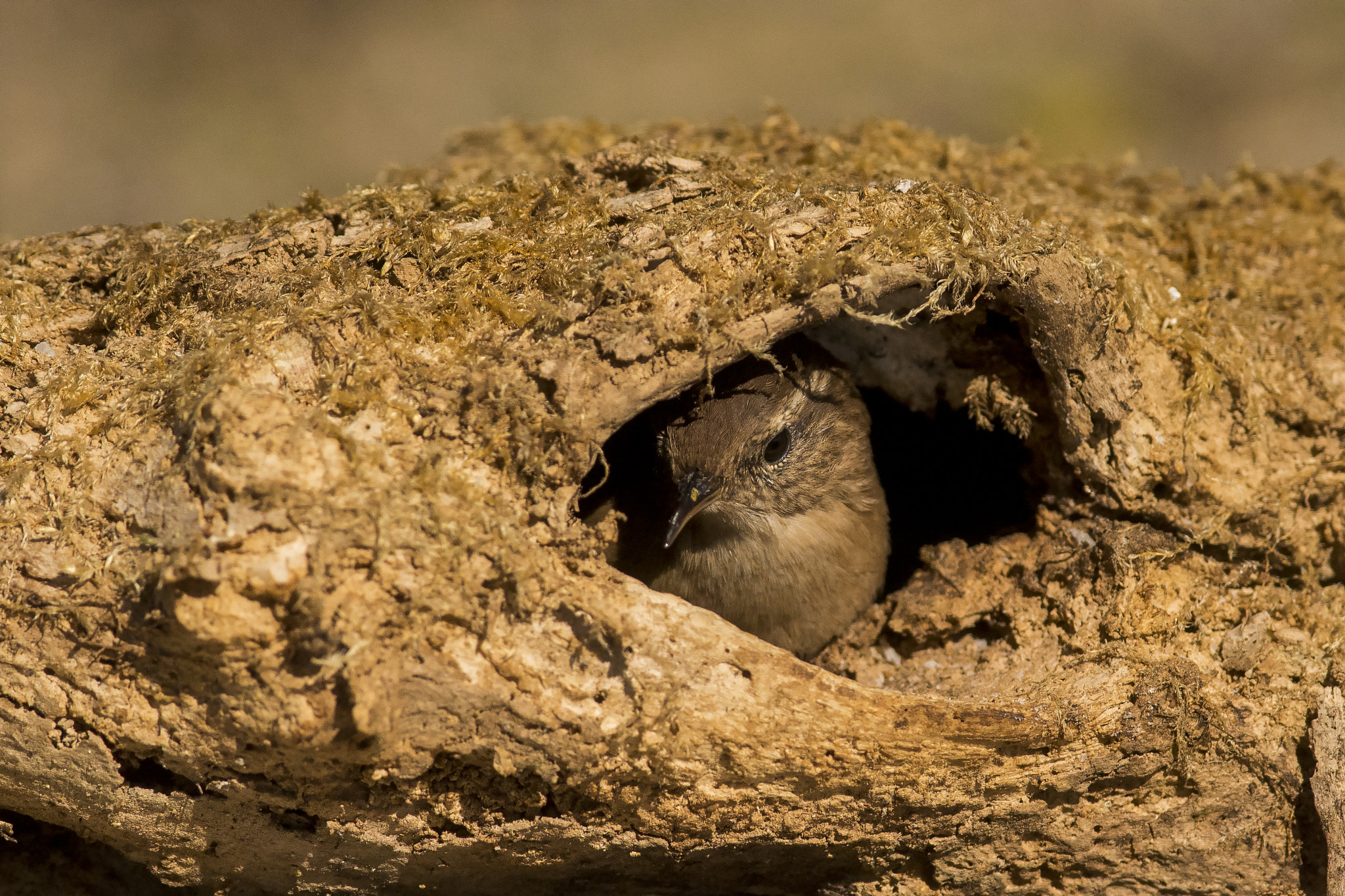 Nikon D800E + Nikon AF-S Nikkor 300mm F4D ED-IF sample photo. Scricciolo photography