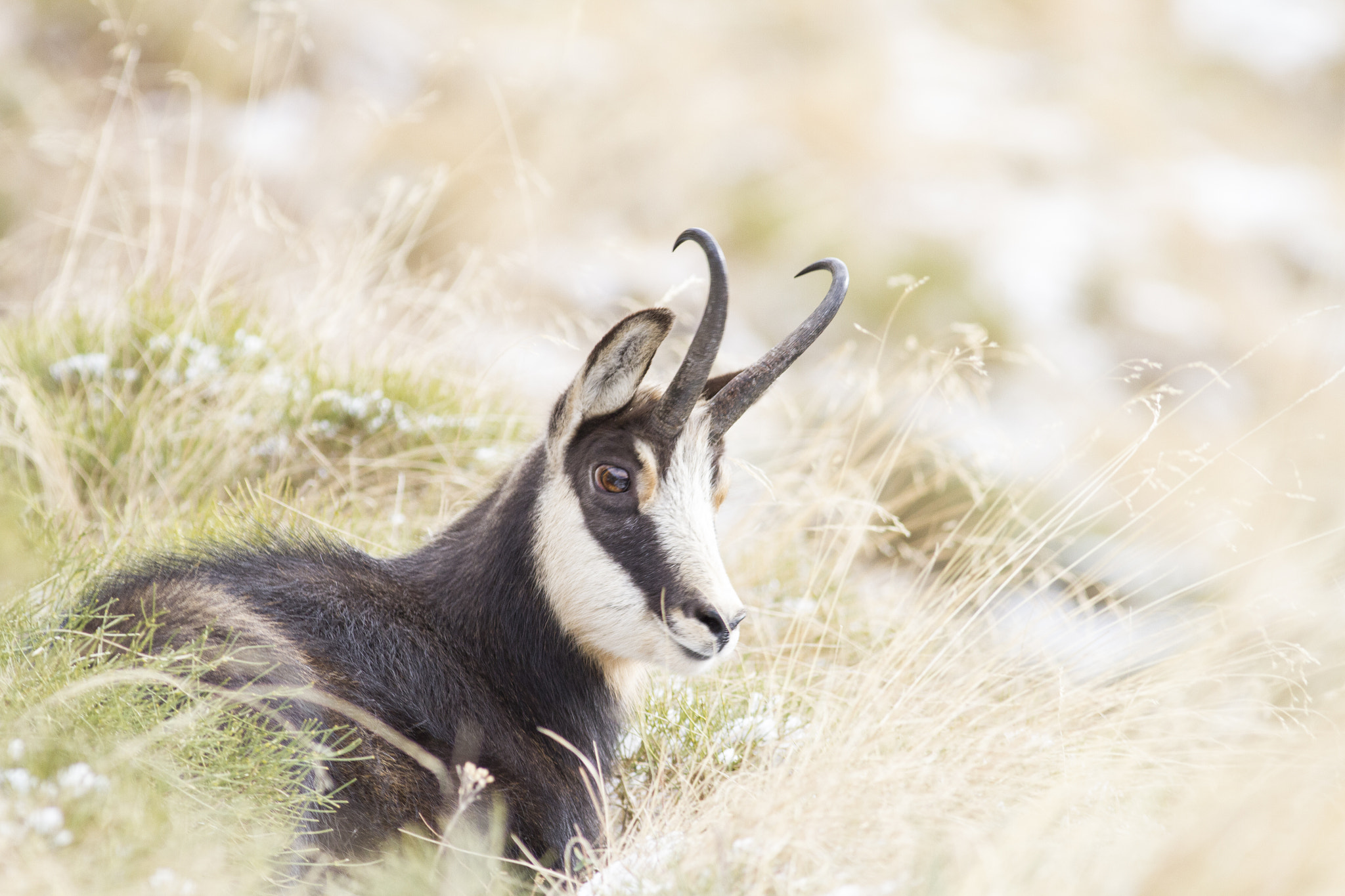 Canon EOS 7D + Canon EF 400mm F5.6L USM sample photo. The rest photography