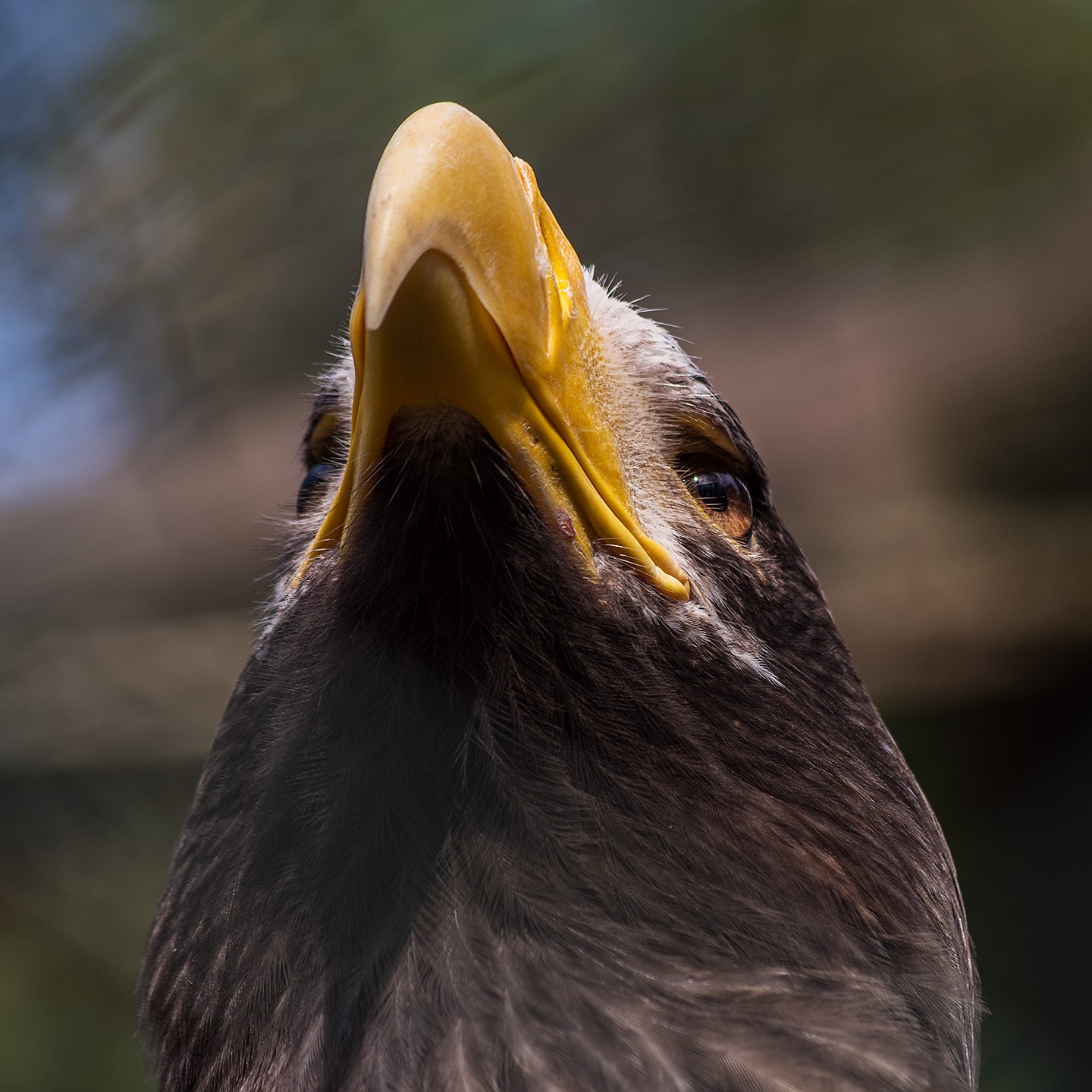 Pentax K-1 sample photo. Steller's sea eagle photography
