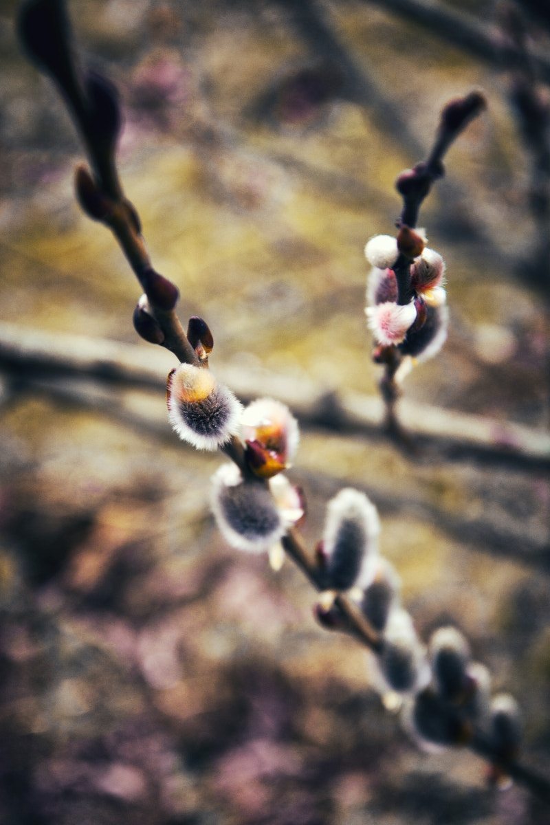 AF Zoom-Nikkor 24-50mm f/3.3-4.5 sample photo. *12* photography