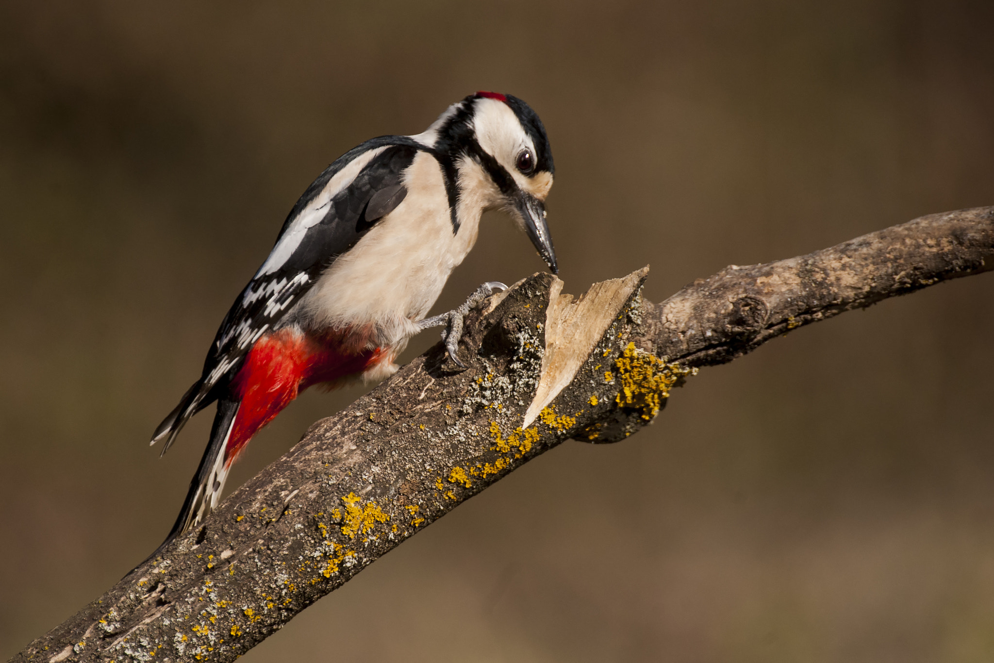Nikon D700 sample photo. Picchio rosso maschio photography