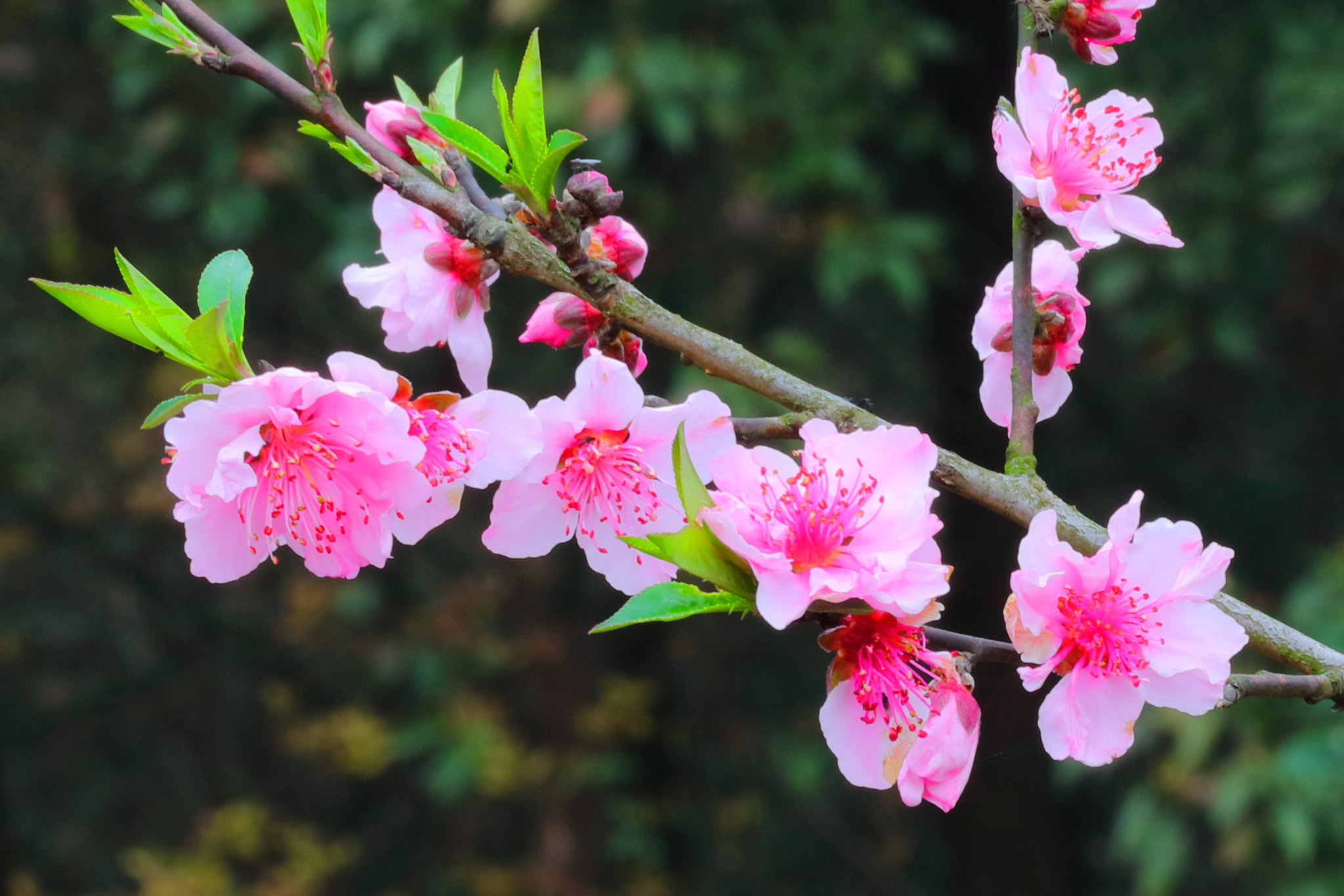 Canon EF 100mm F2.8L Macro IS USM sample photo. Peach blossom photography