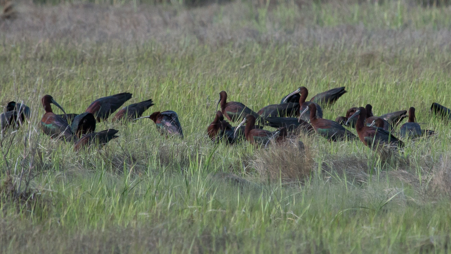 Canon EF 100-400mm F4.5-5.6L IS USM sample photo. Ibis n.j. photography