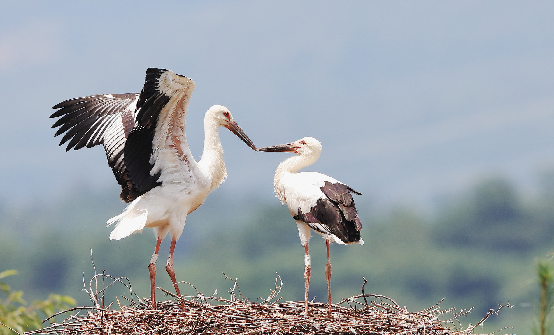 Canon EF 400mm F2.8L IS II USM sample photo. Oriental stork photography
