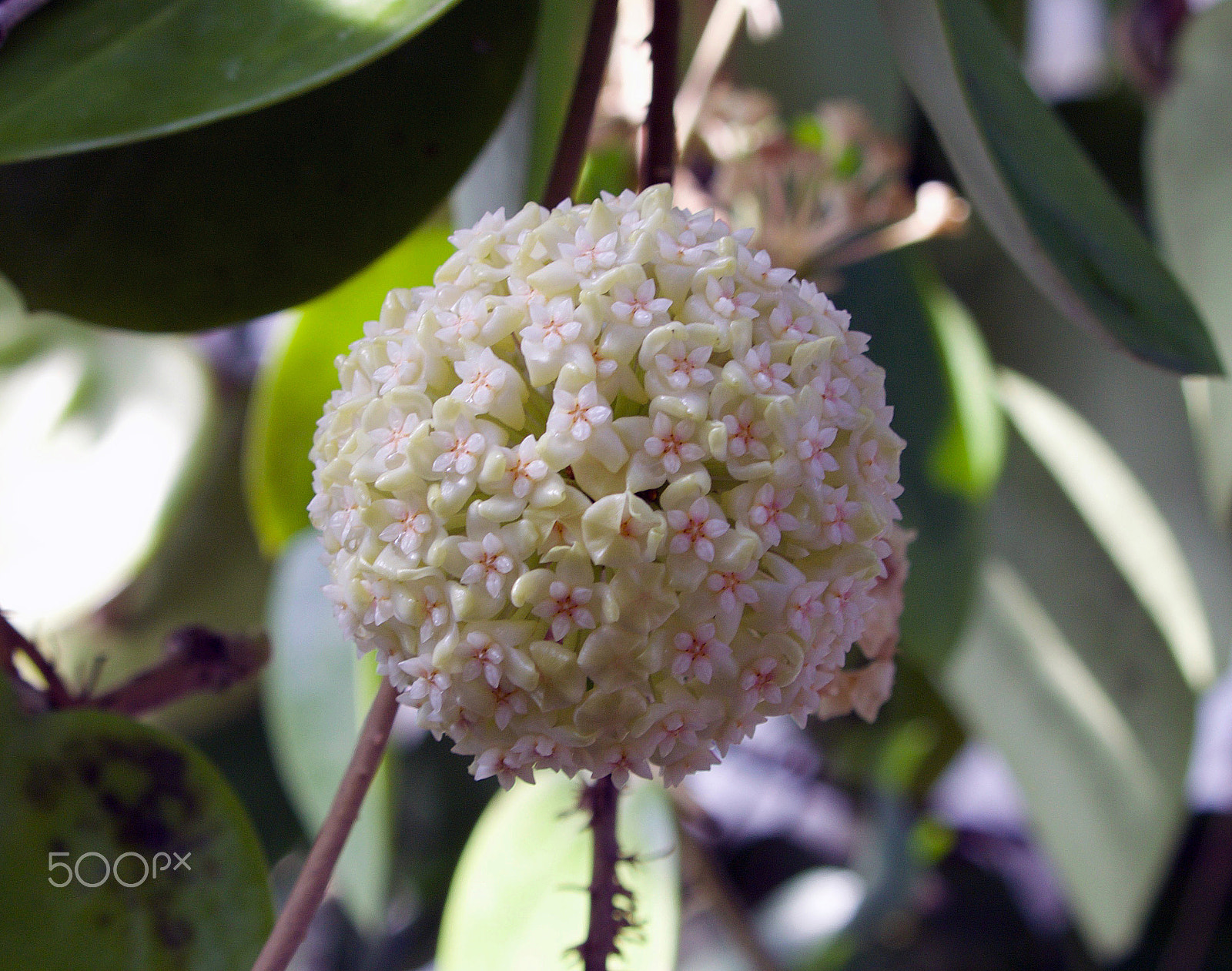 Canon EF-S 55-250mm F4-5.6 IS STM sample photo. Flowerball photography