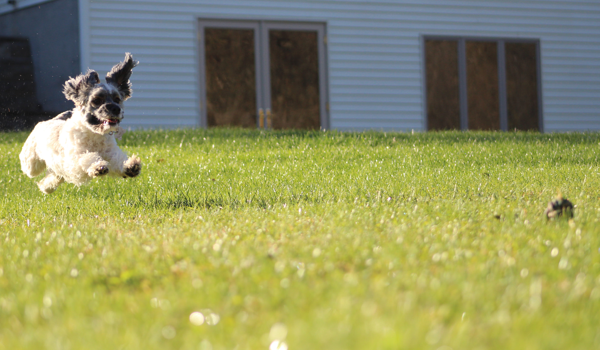 Canon EF75-300mm f/4-5.6 sample photo. Leaping with joy photography