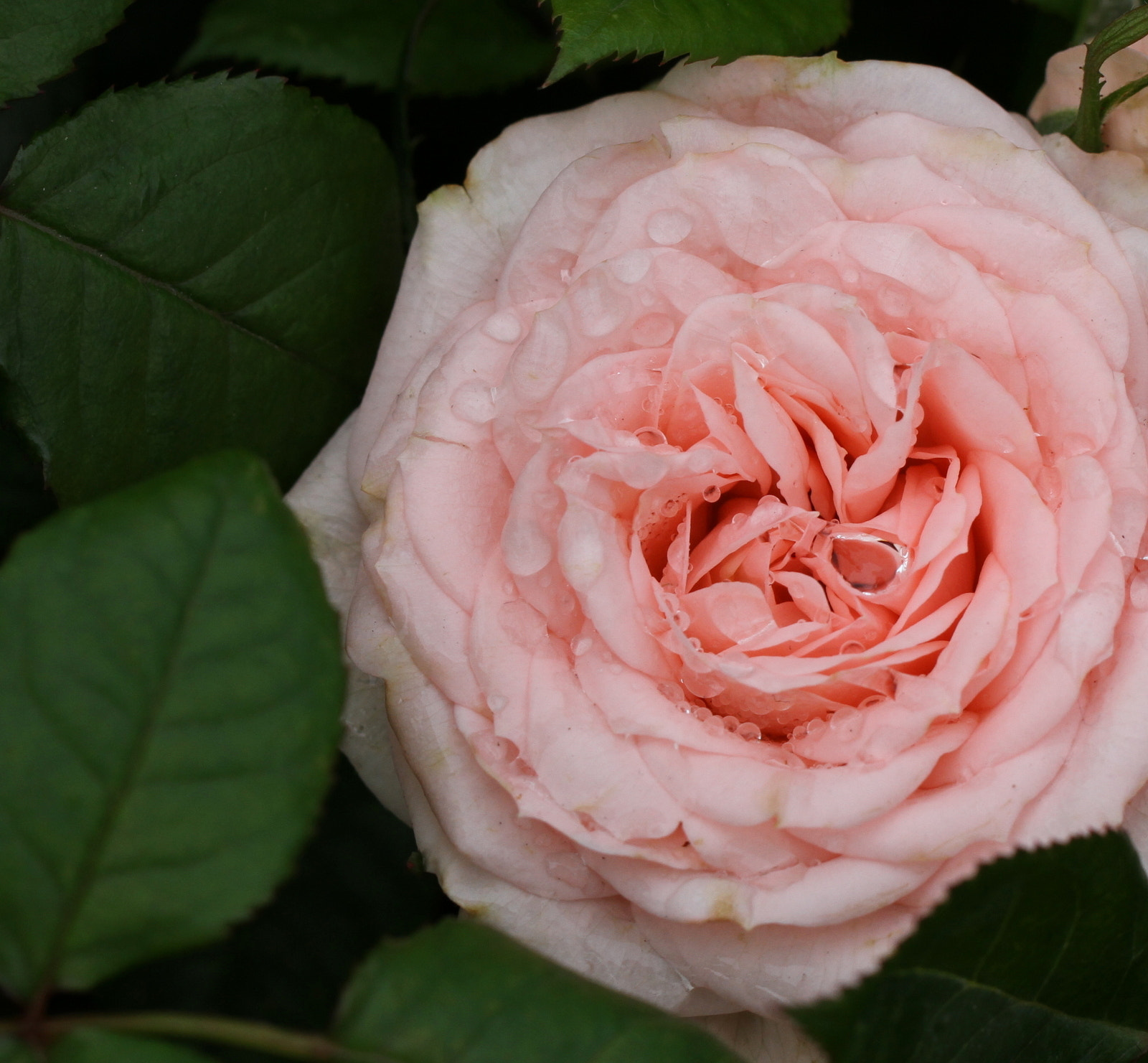 Canon EOS 7D + Tamron SP AF 60mm F2 Di II LD IF Macro sample photo. Rosa chinensis photography