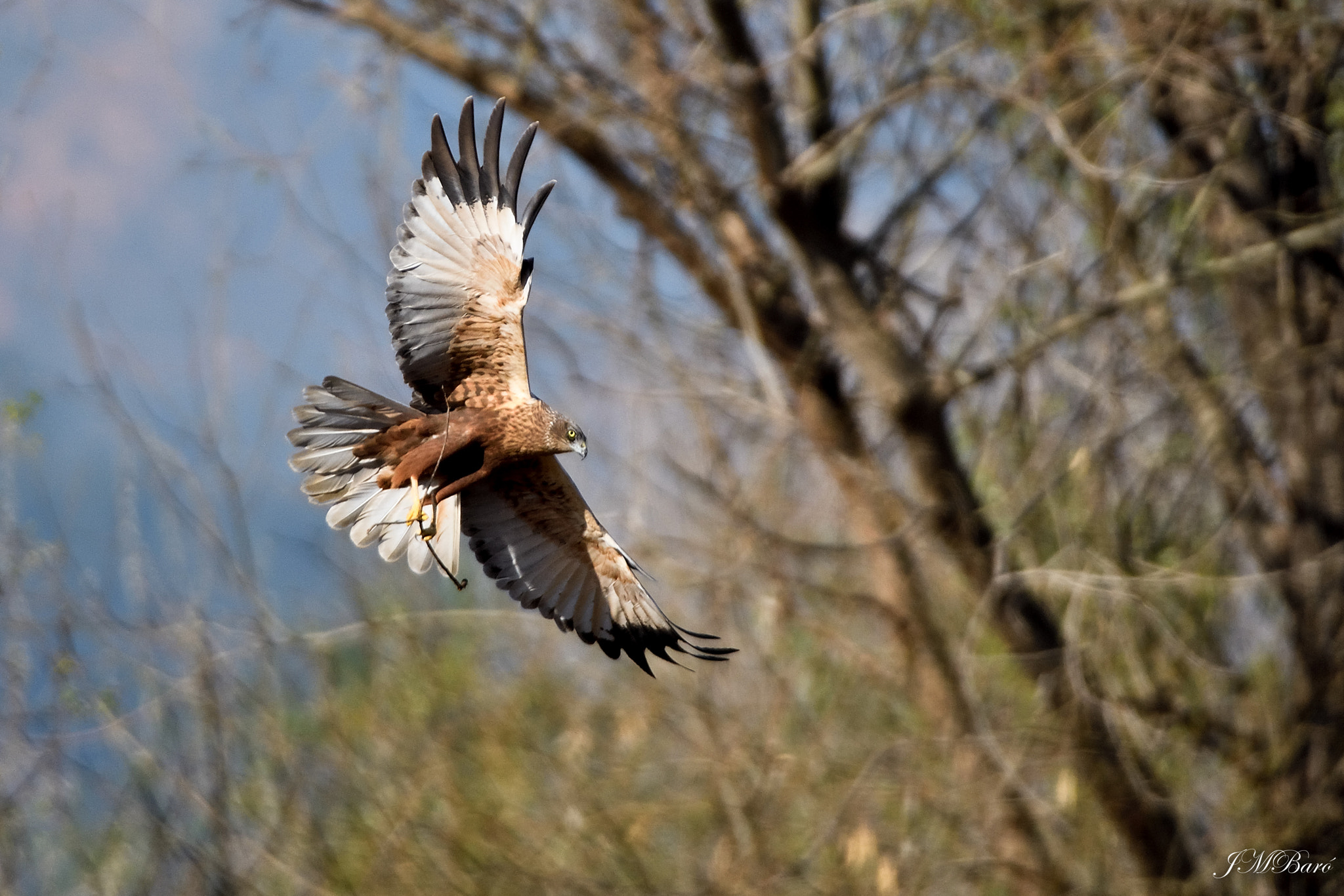 Sigma 150-600mm F5-6.3 DG OS HSM | S sample photo. Arpella vulgar photography