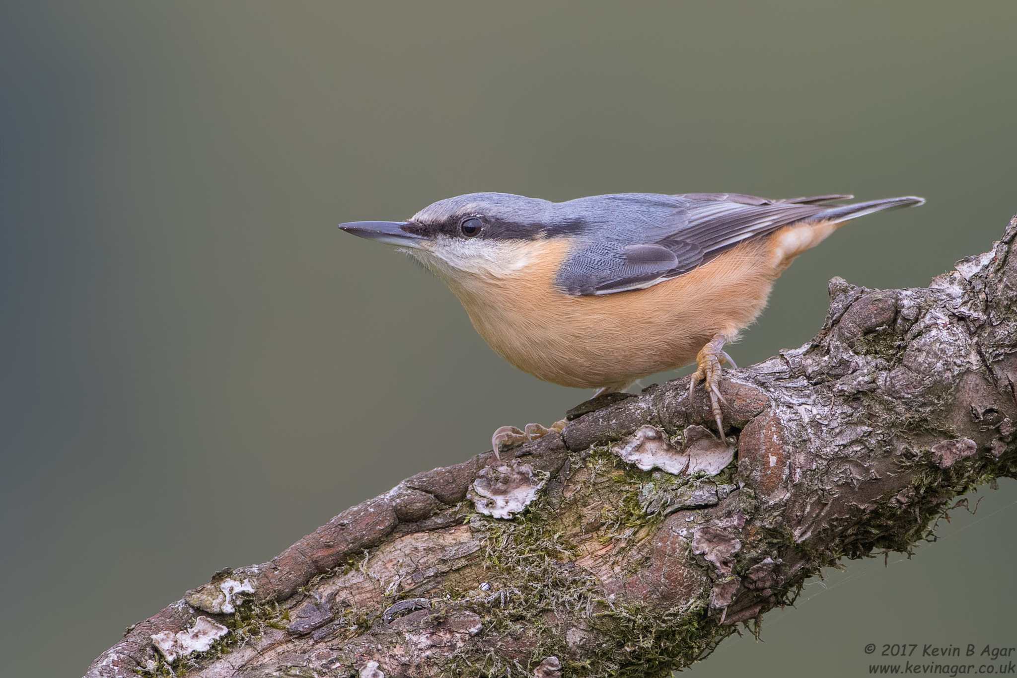 Canon EF 500mm F4L IS USM sample photo. Nuthatch, sitta europaea photography