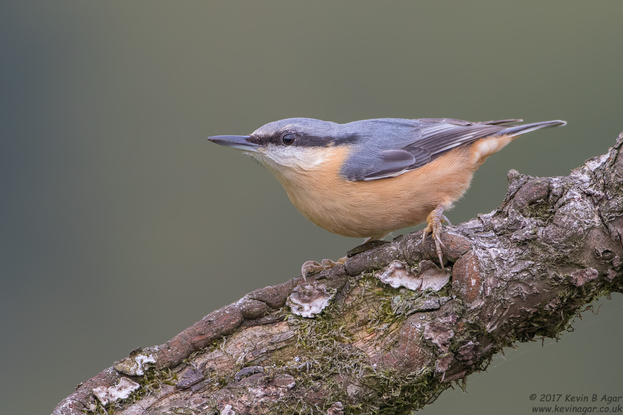 Canon EOS 7D Mark II + Canon EF 500mm F4L IS USM sample photo. Nuthatch, sitta europaea photography