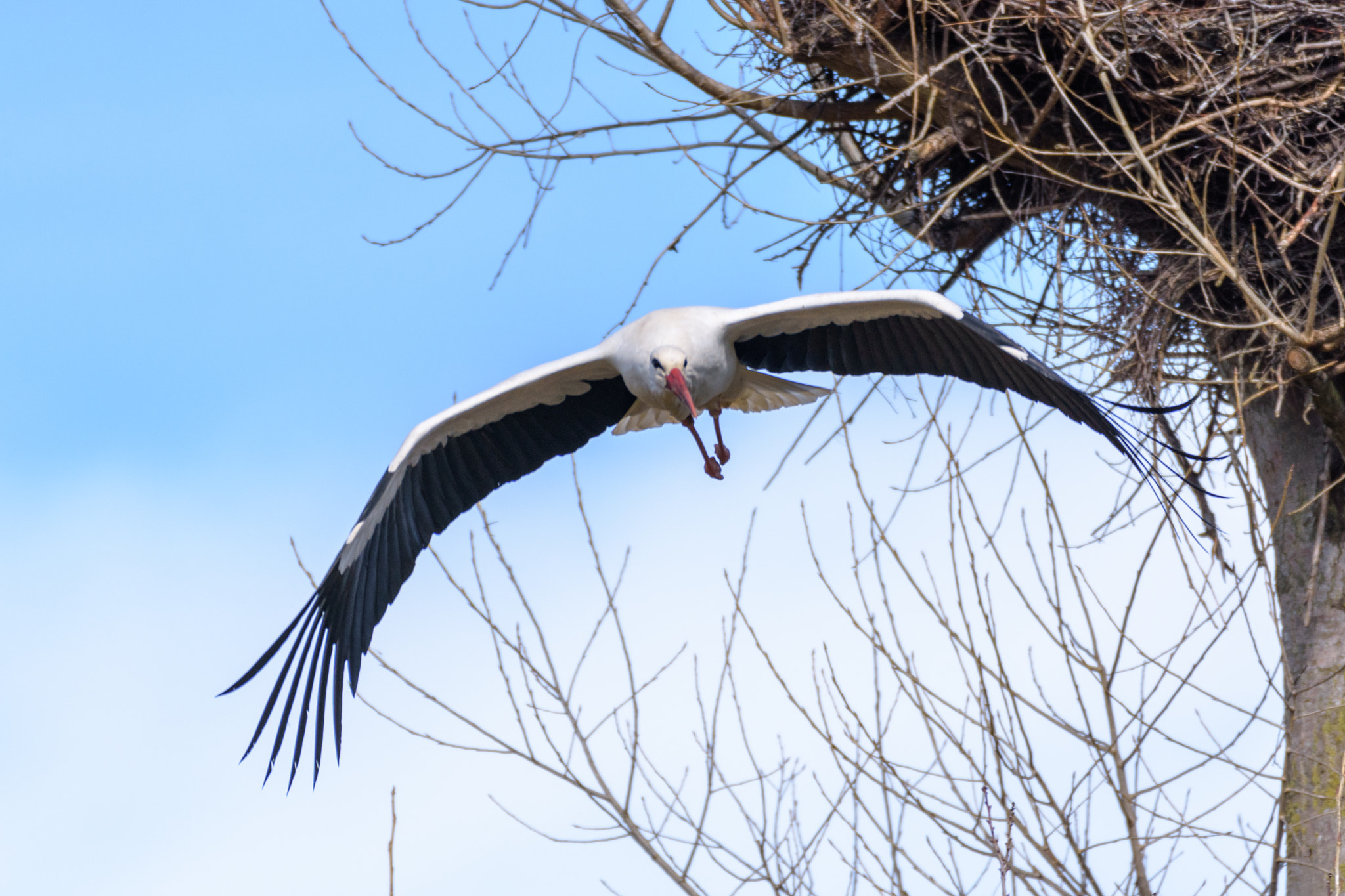 Nikon D7200 sample photo. Flying stork photography