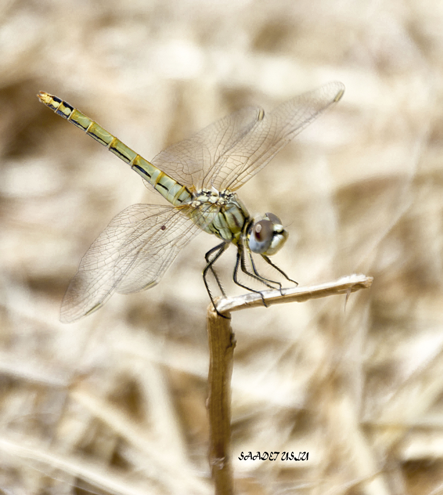 Canon EOS 550D (EOS Rebel T2i / EOS Kiss X4) sample photo. Dragonfly photography