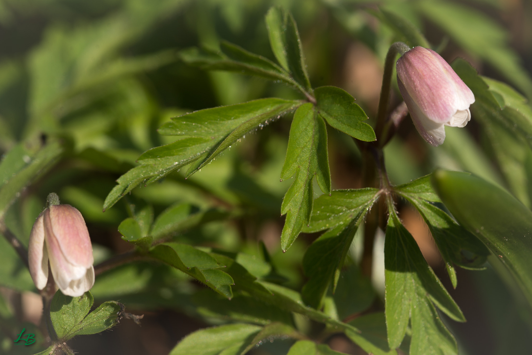 Nikon D600 + Sigma 105mm F2.8 EX DG Macro sample photo. Happy in the sunlight photography