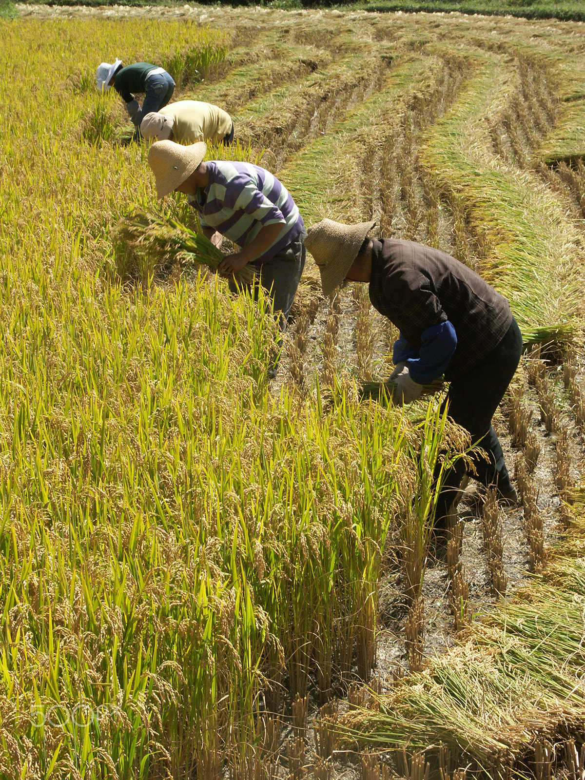 KONICA MINOLTA DiMAGE A2 sample photo. Rice harvest photography