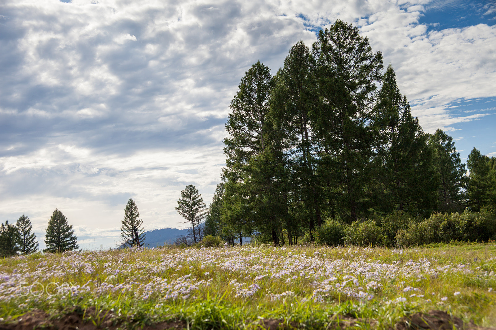 Canon EOS 5D Mark II sample photo. Nature#3859 photography