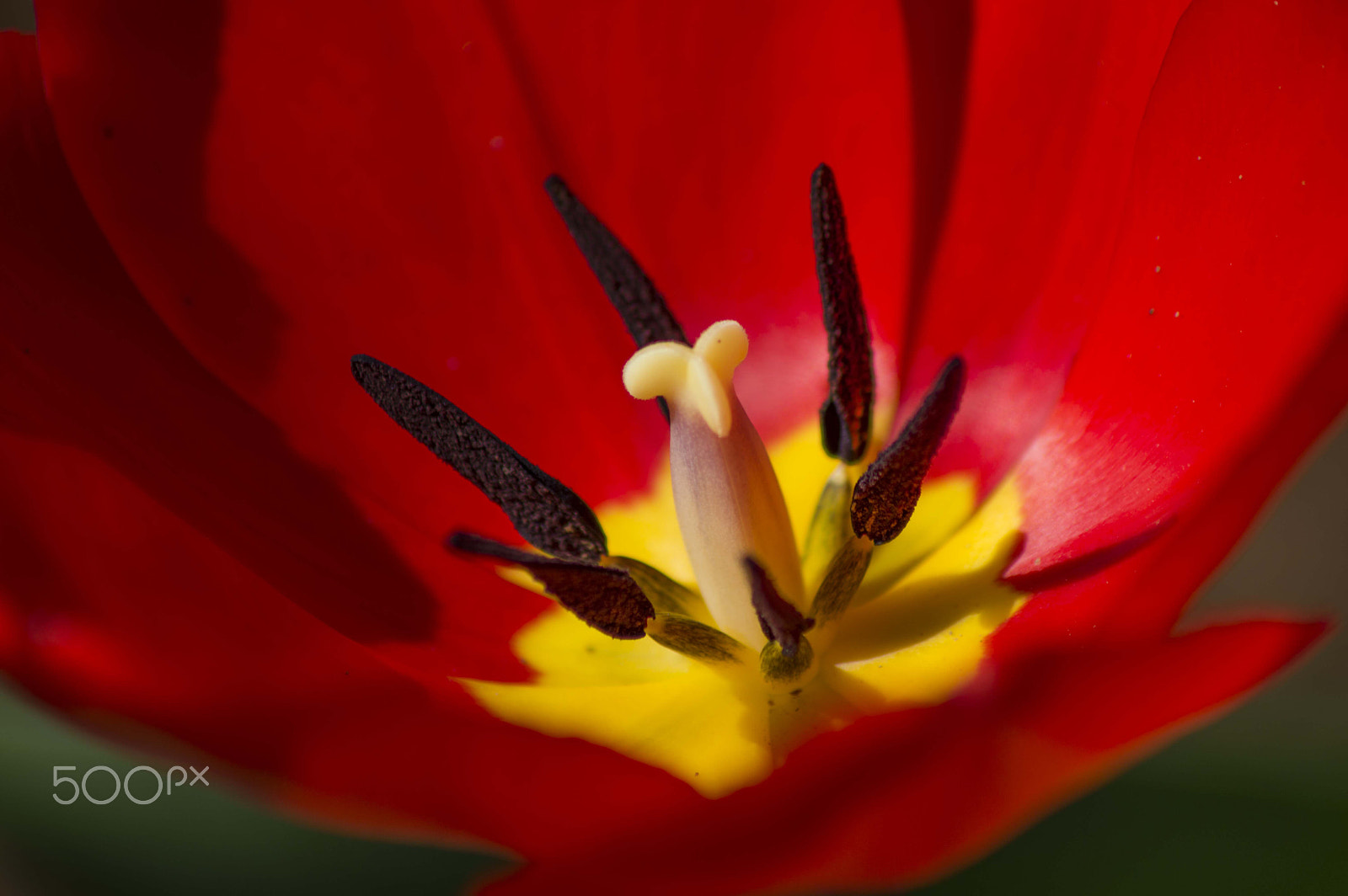 Nikon D3200 sample photo. Tulip photography