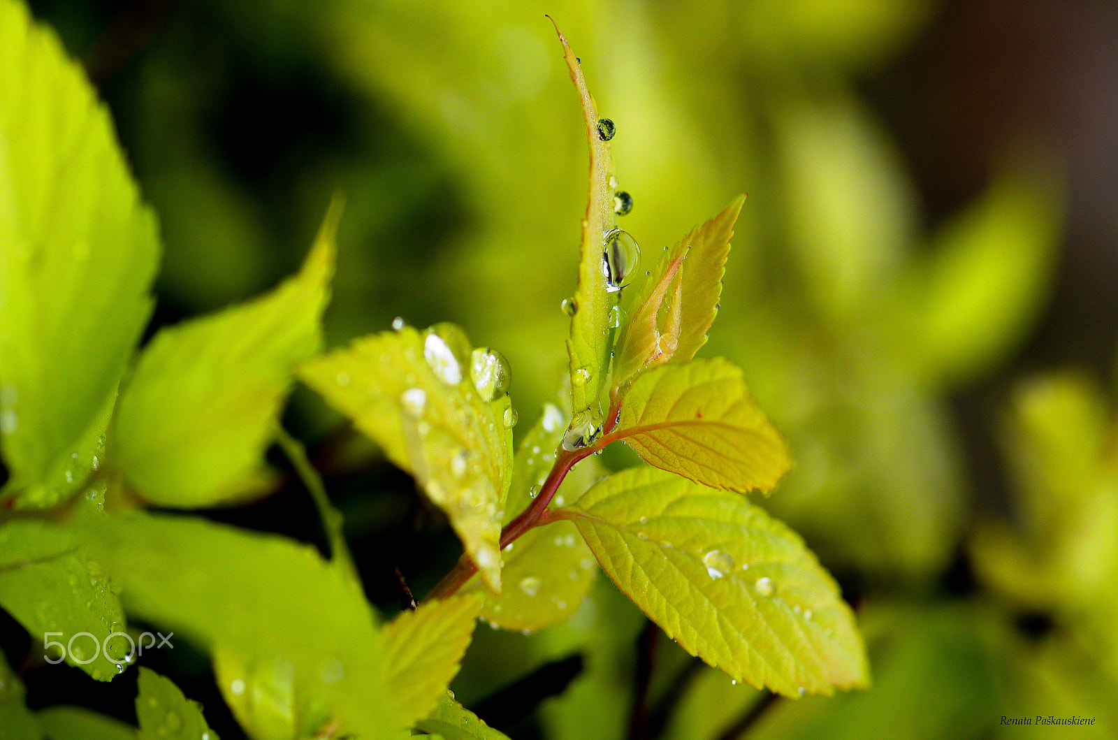 Pentax K-5 sample photo