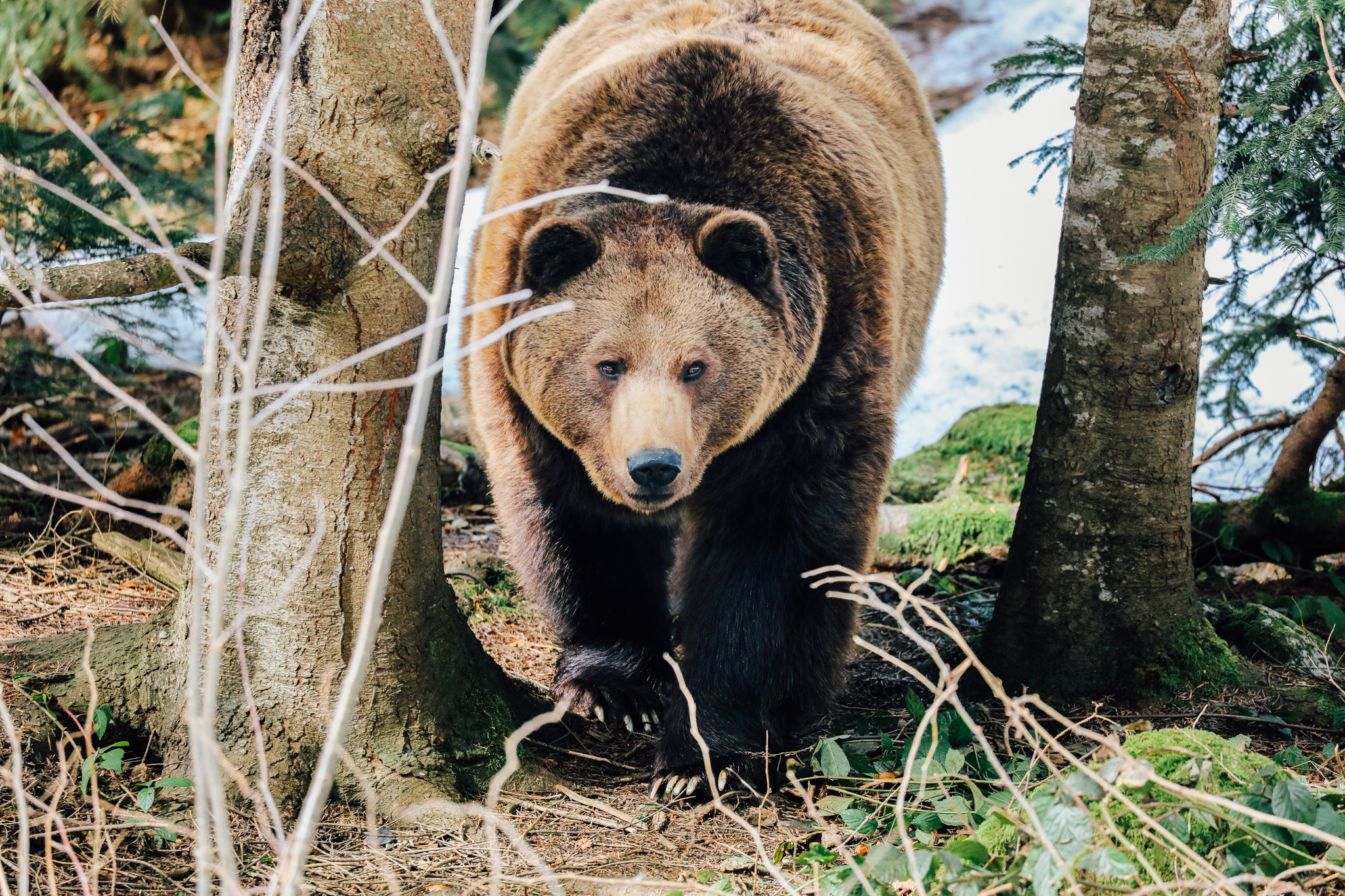 Canon EOS 5DS R + Canon EF 100-400mm F4.5-5.6L IS II USM sample photo. Brownbear / bayrischer wald ii photography