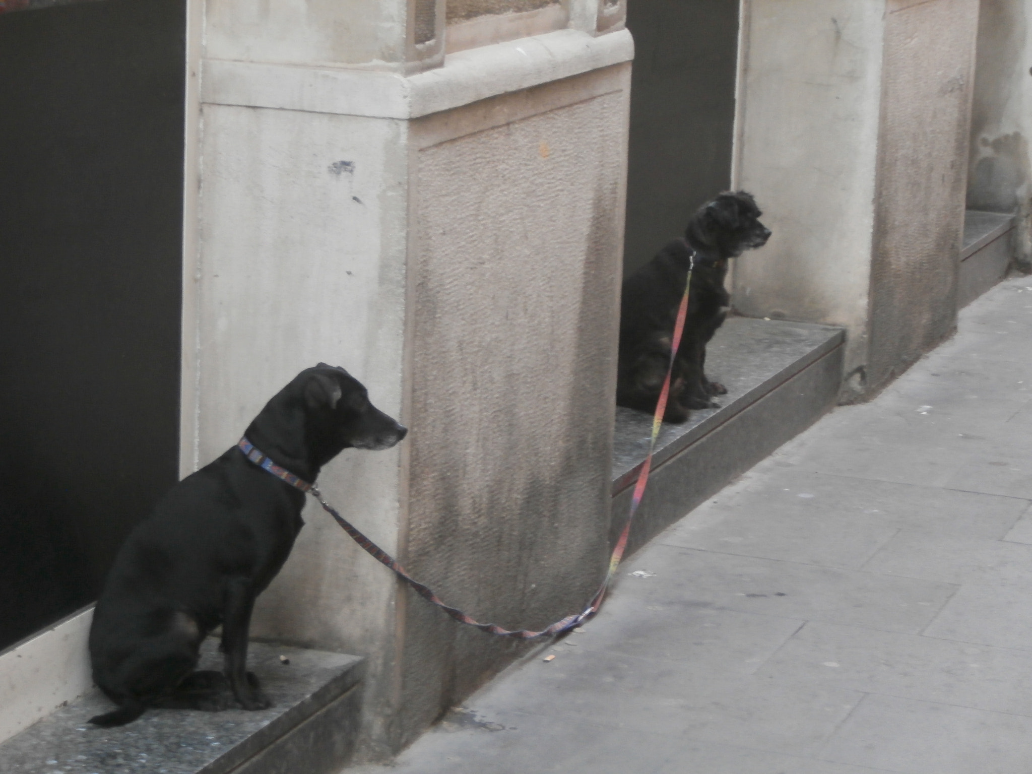 Olympus VR340,D750 sample photo. Unidos por la correa... photography