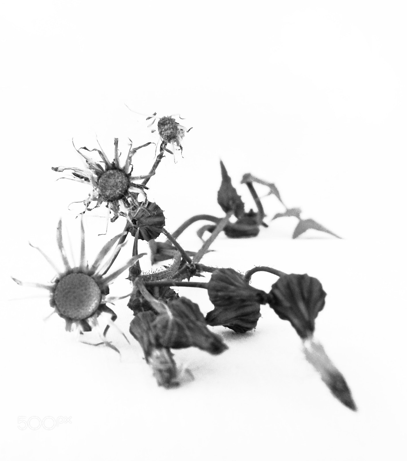 Ricoh PENTAX XG-1 sample photo. Wildflower photography