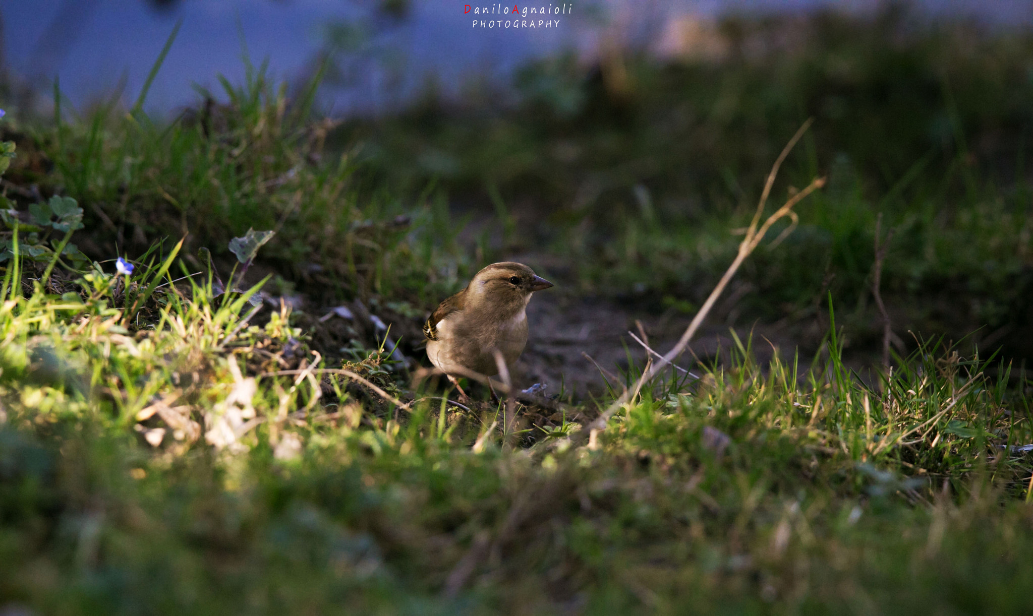 Tamron SP 150-600mm F5-6.3 Di VC USD sample photo. Il fringuello alle prime luci photography