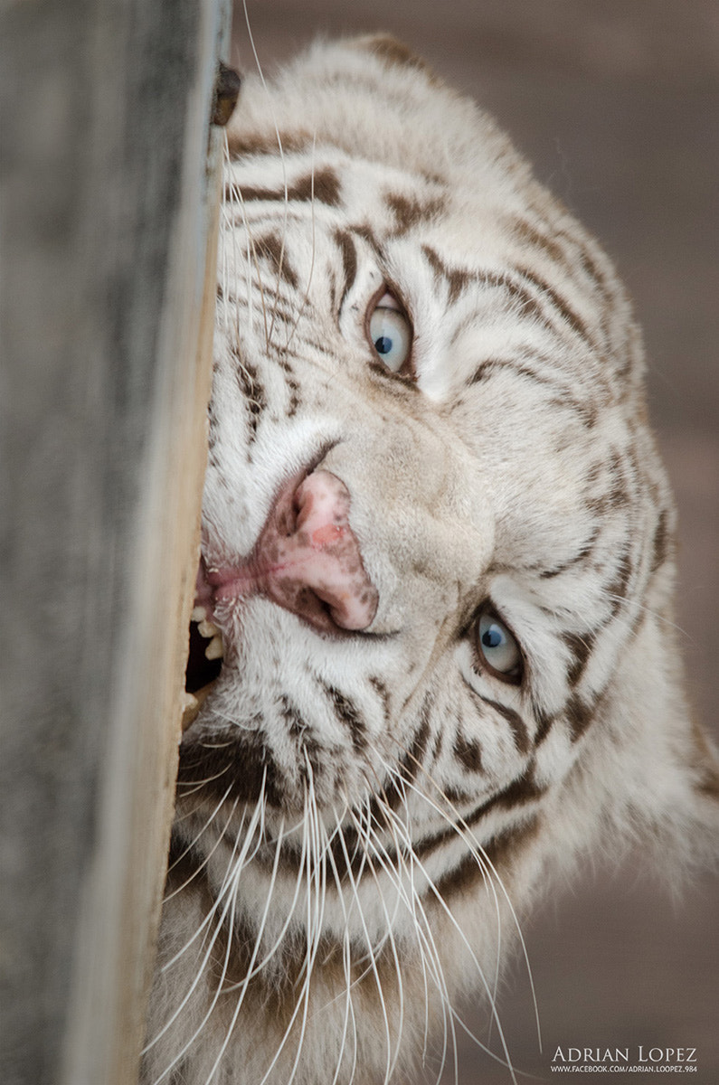 Nikon D5100 + Sigma 150-500mm F5-6.3 DG OS HSM sample photo. Tigre de vengala photography