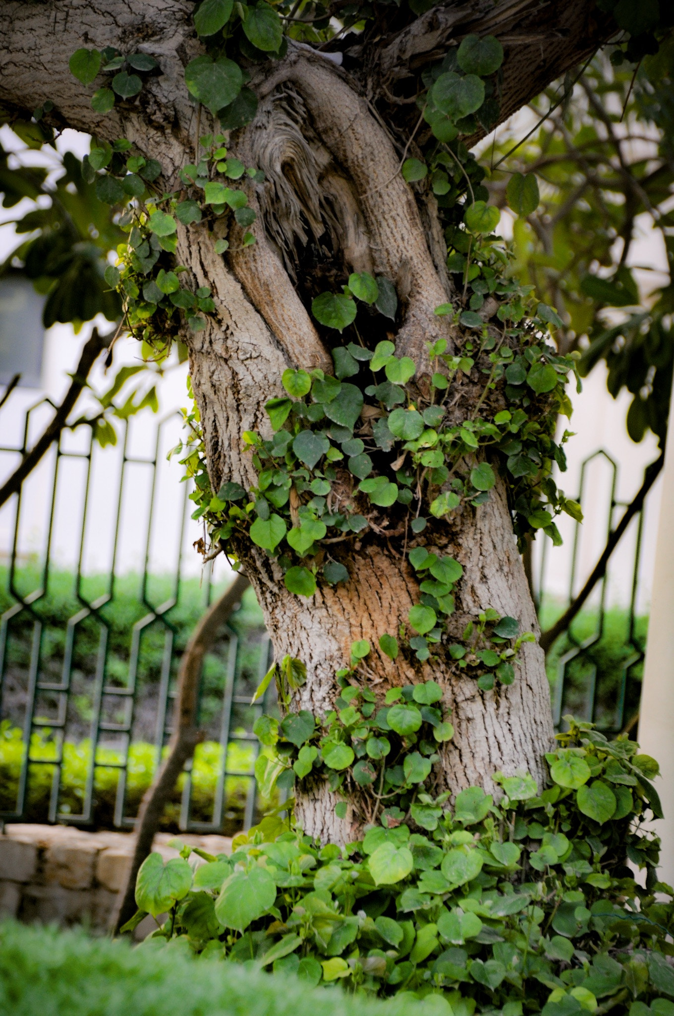 Sigma 18-250mm F3.5-6.3 DC Macro OS HSM sample photo