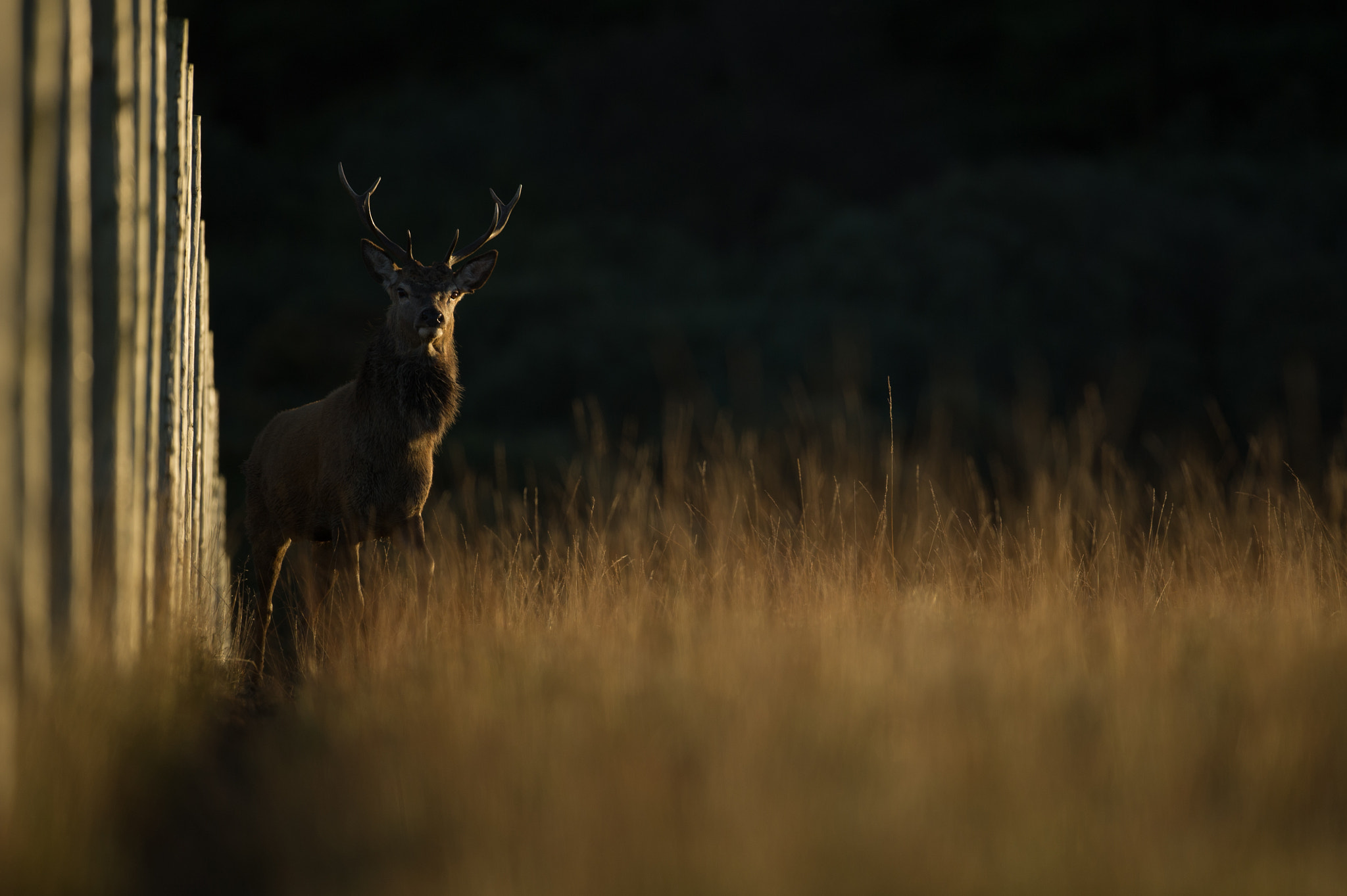 Nikon D3S sample photo. Red deer photography