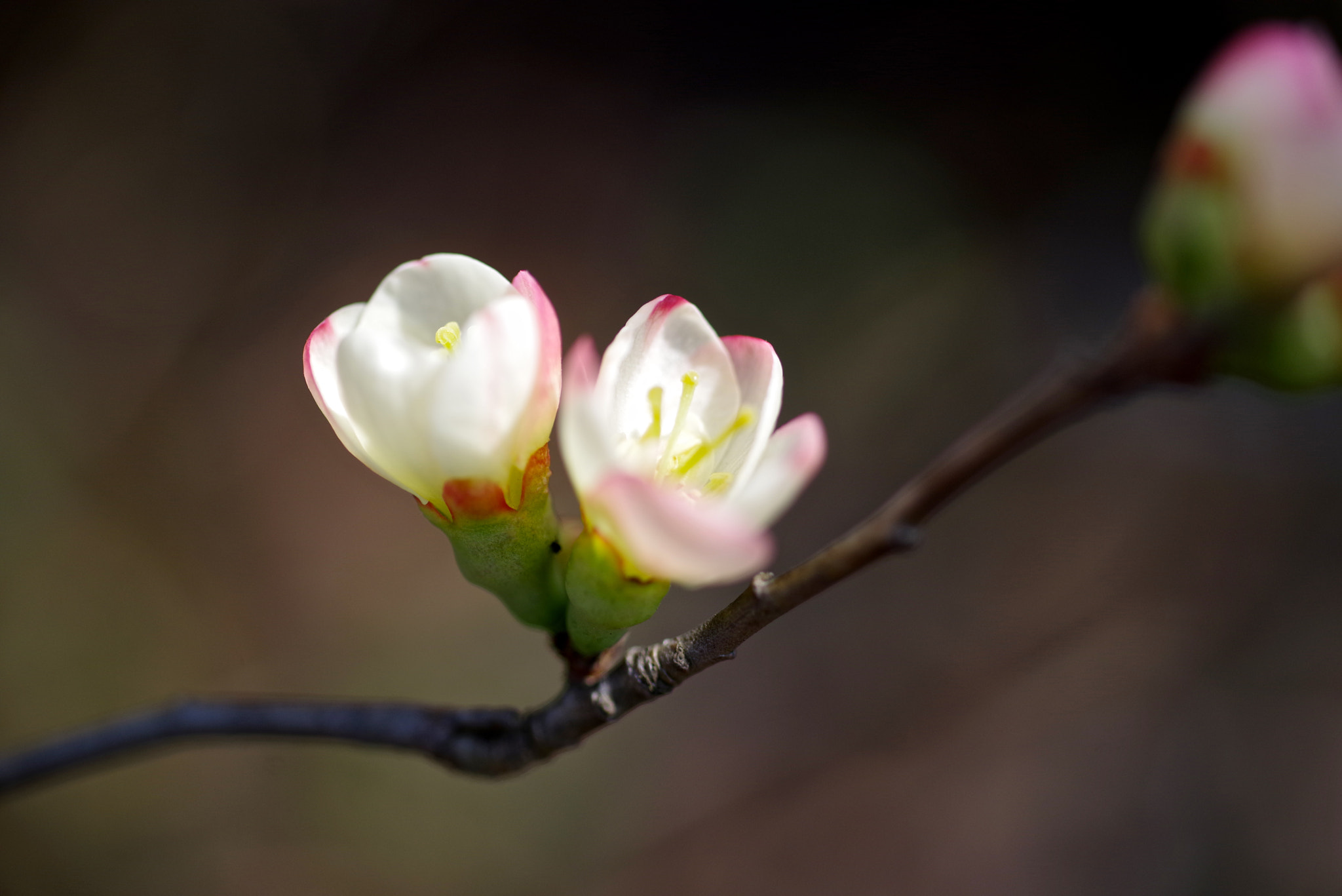 Pentax K-1 sample photo. Japanese quince photography