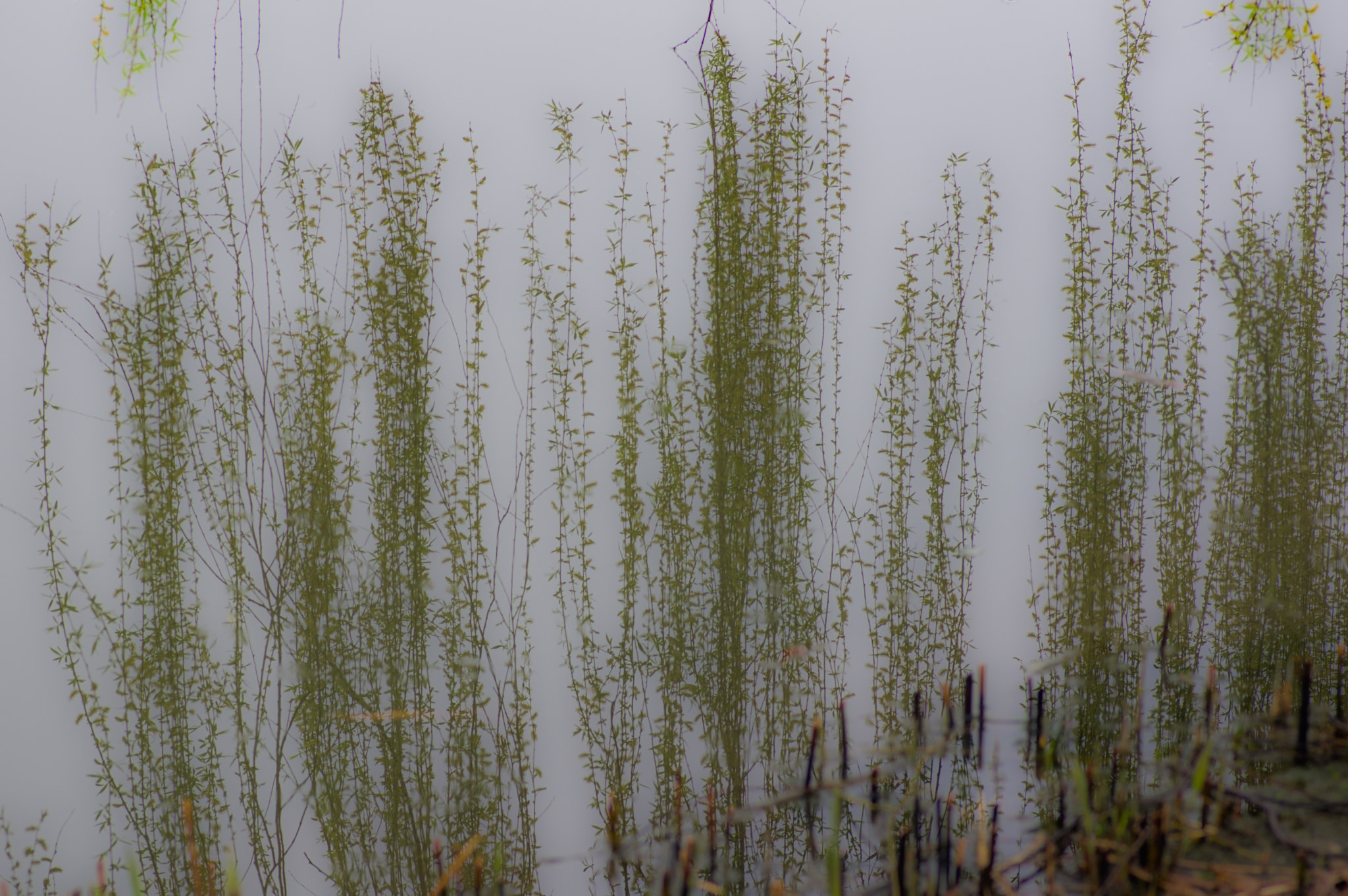 Pentax smc D-FA 100mm F2.8 Macro WR sample photo. Spring water photography