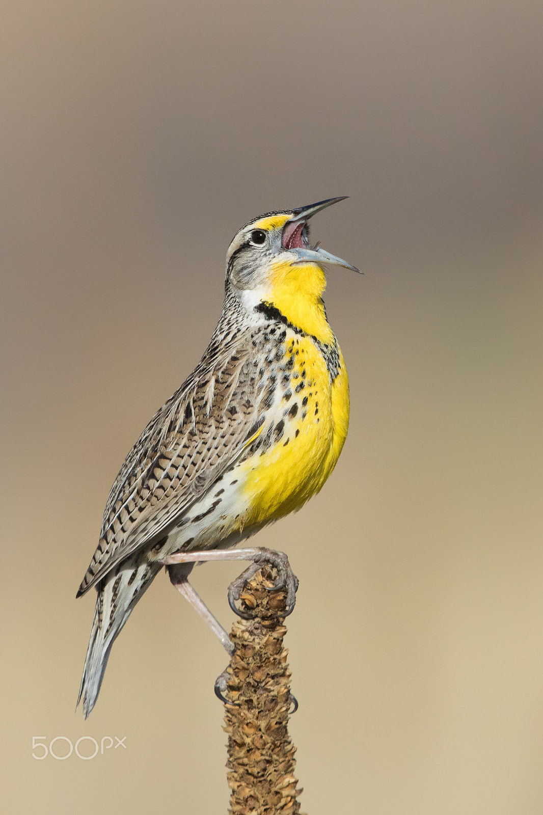 Canon EF 600mm F4L IS II USM sample photo. Western meadowlark photography