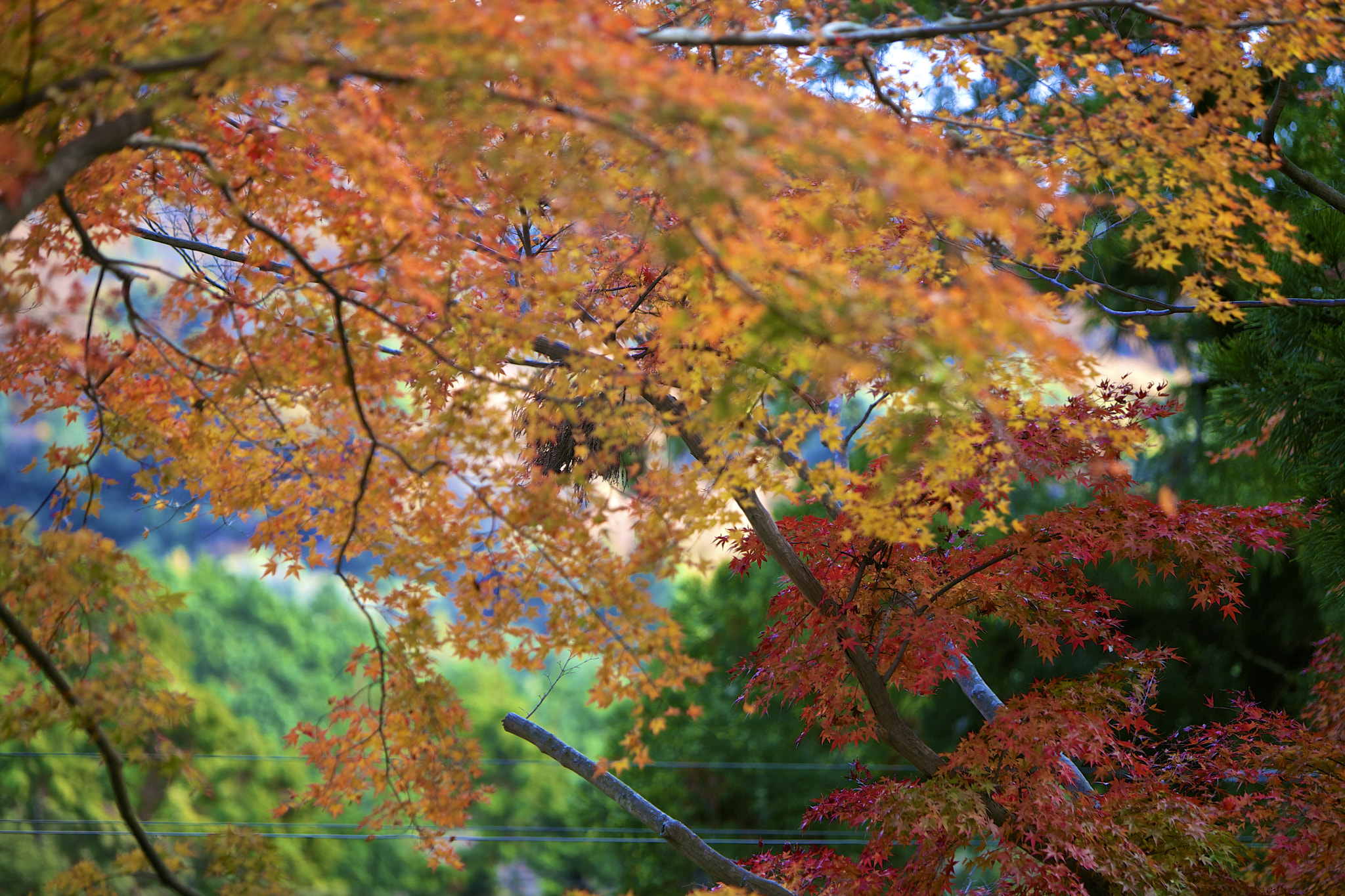 Canon EF 70-200mm F2.8L IS USM sample photo